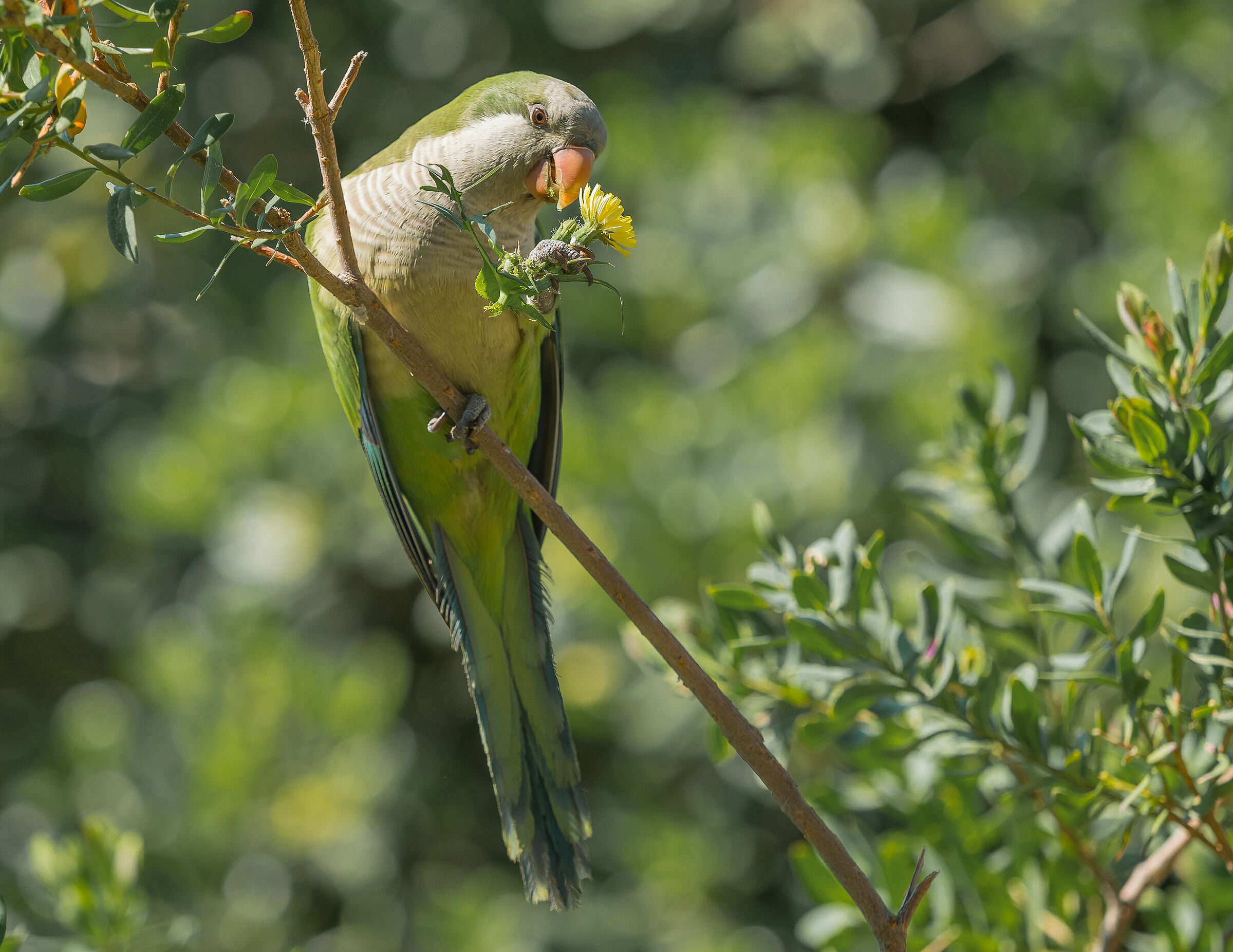 Welcome spring......