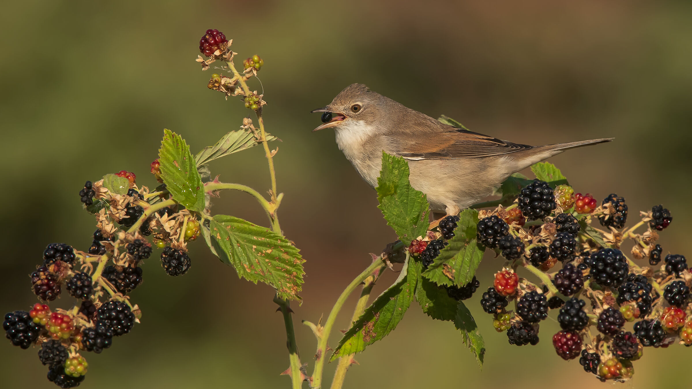 Akgerdanli ötleğen» whitethroat comune&raquo...
