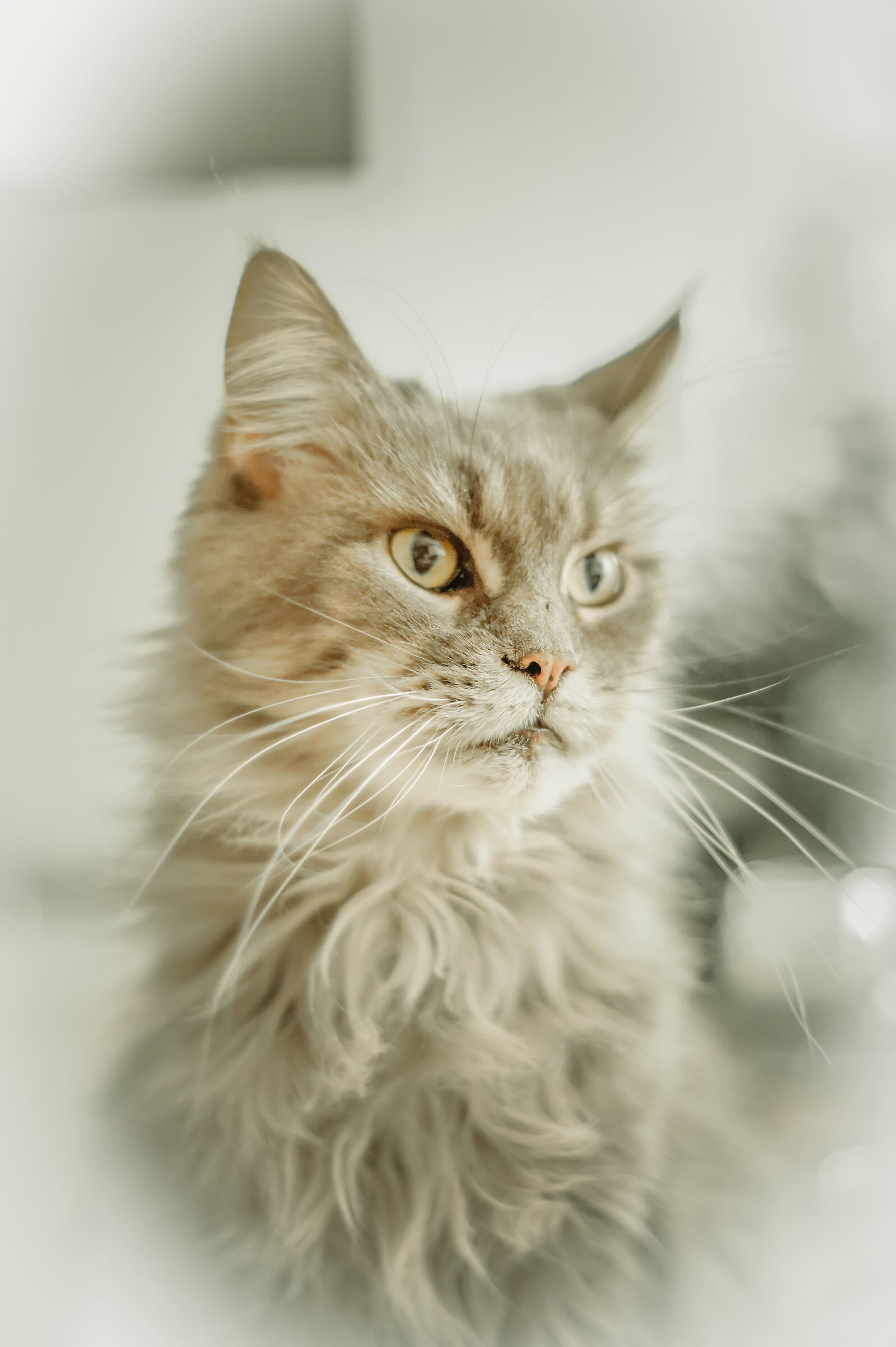 Miho (Maine Coon)