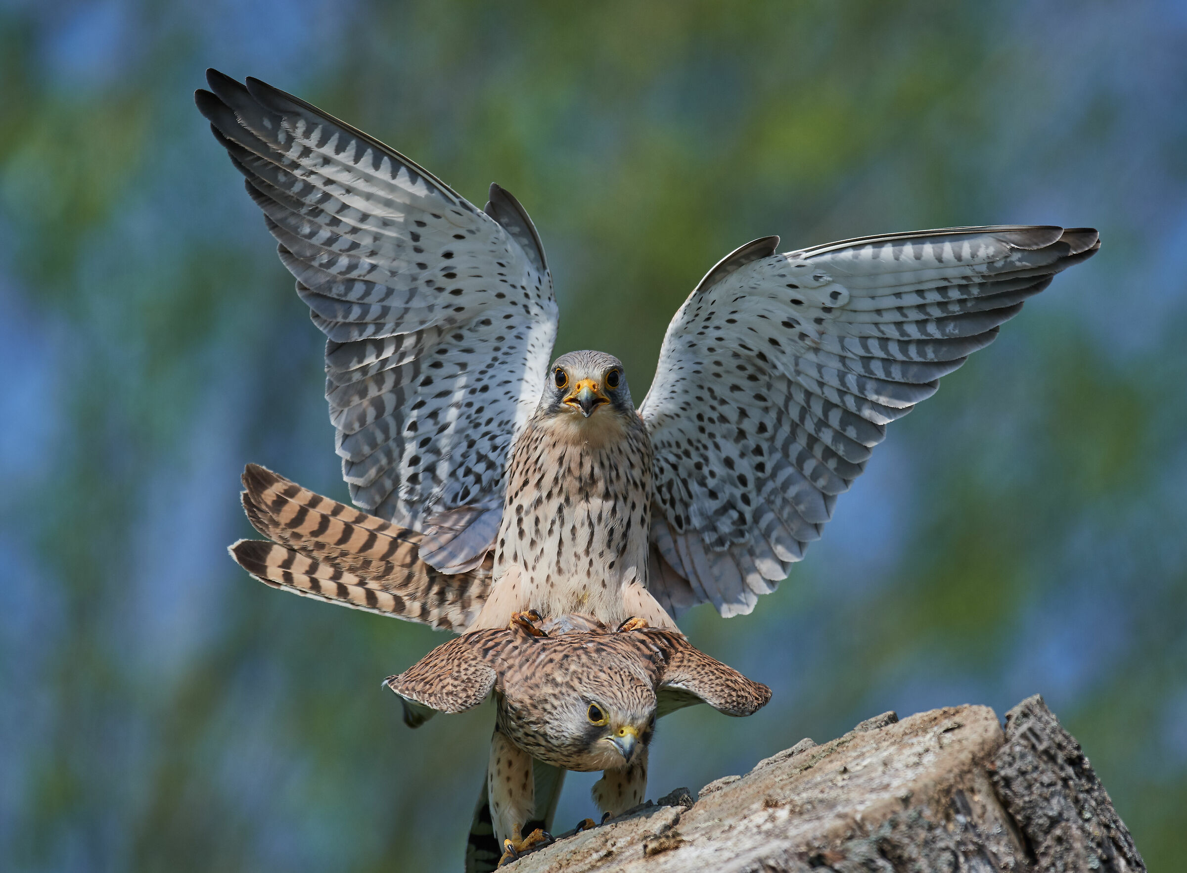 Accoppiamento Kestrells comune