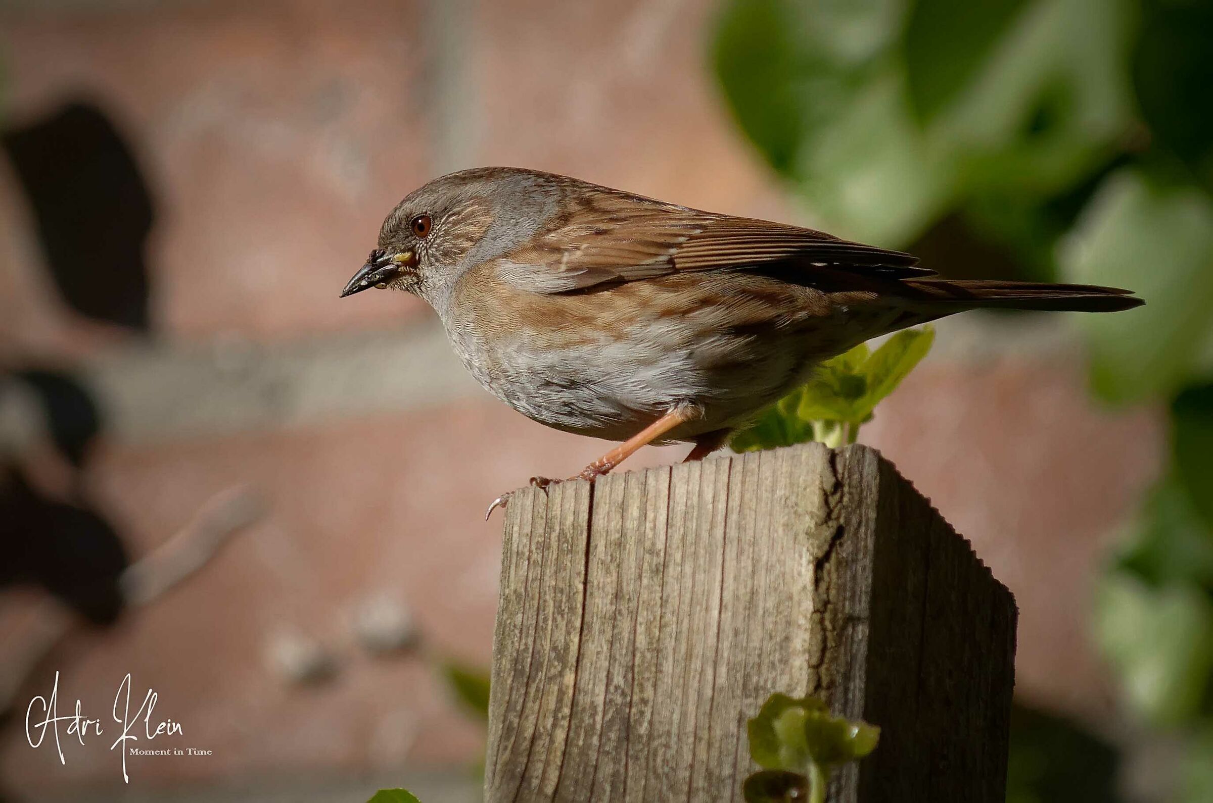 Another dunnock photo