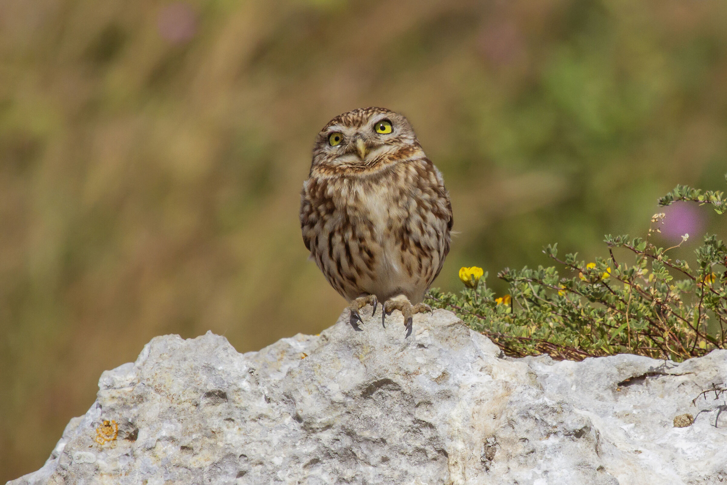 Athene noctua (Civetta)
