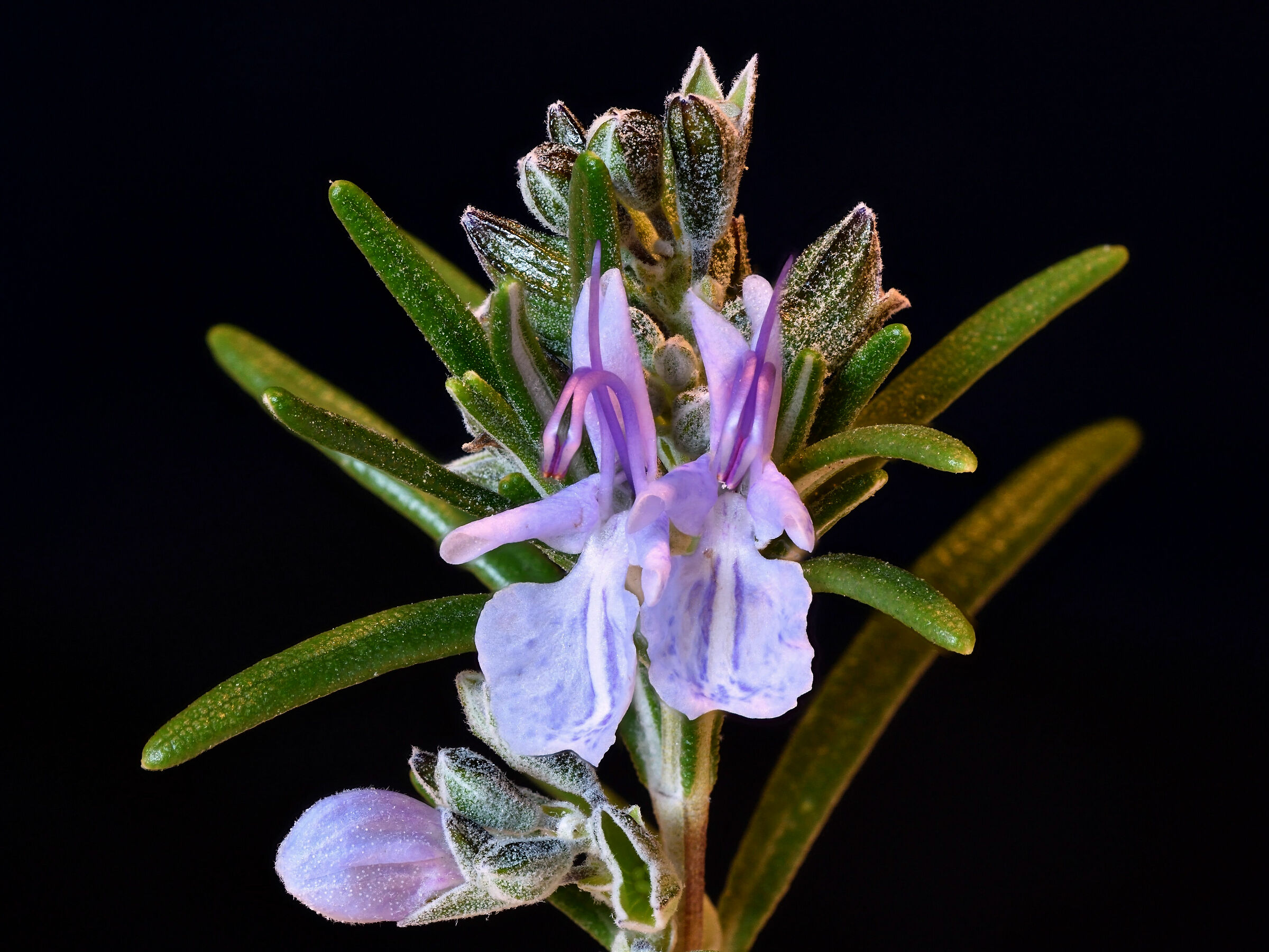 Rosemary in Bloom