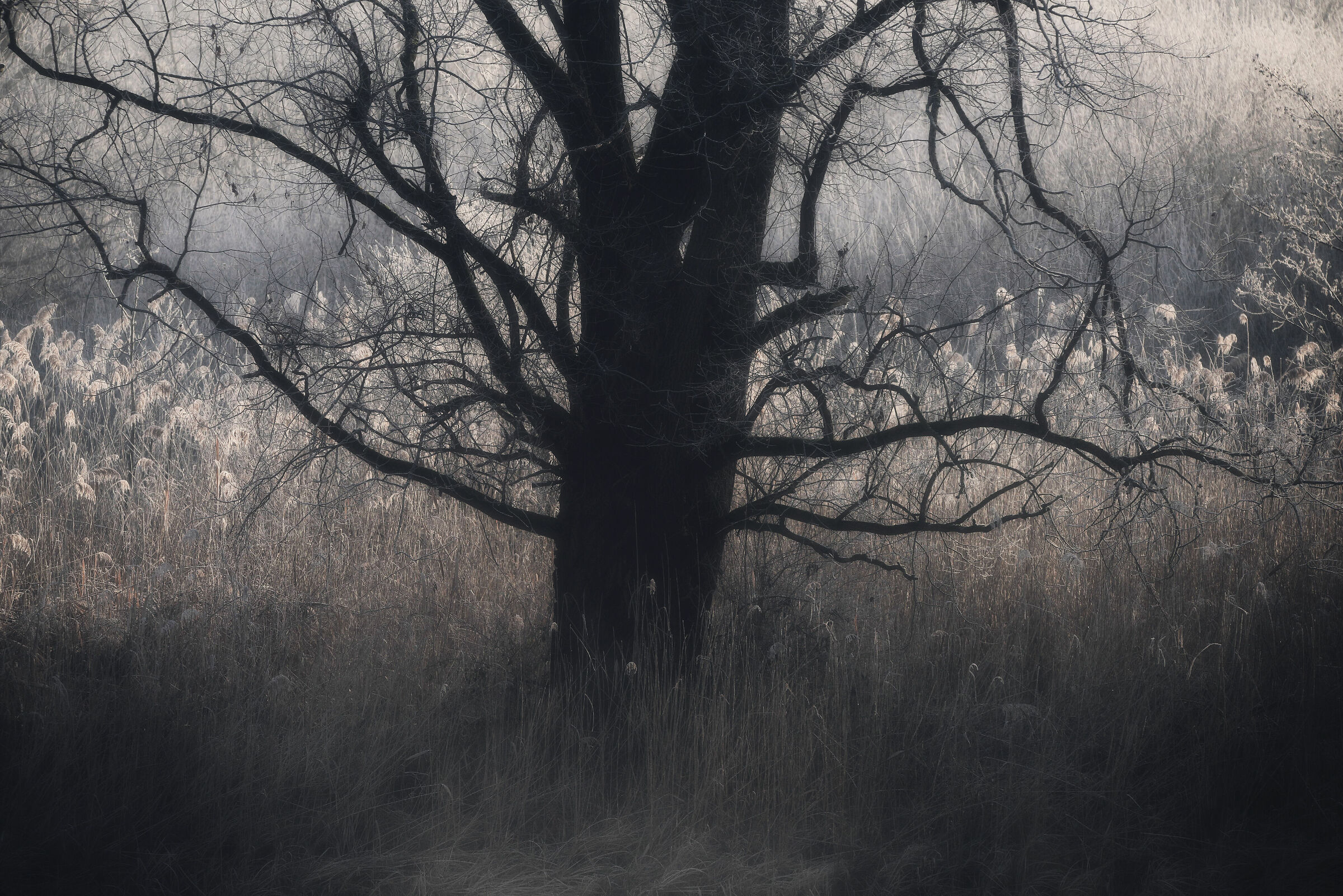 Abbraccia il tuo lato oscuro...