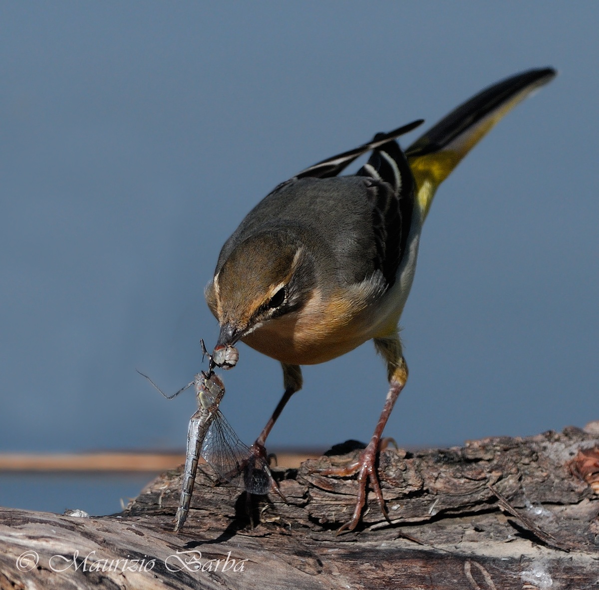 Wagtail