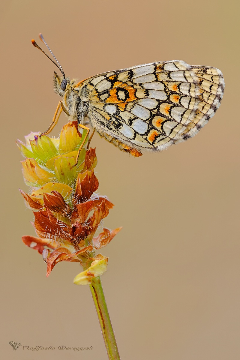 Melitaea phoebe
