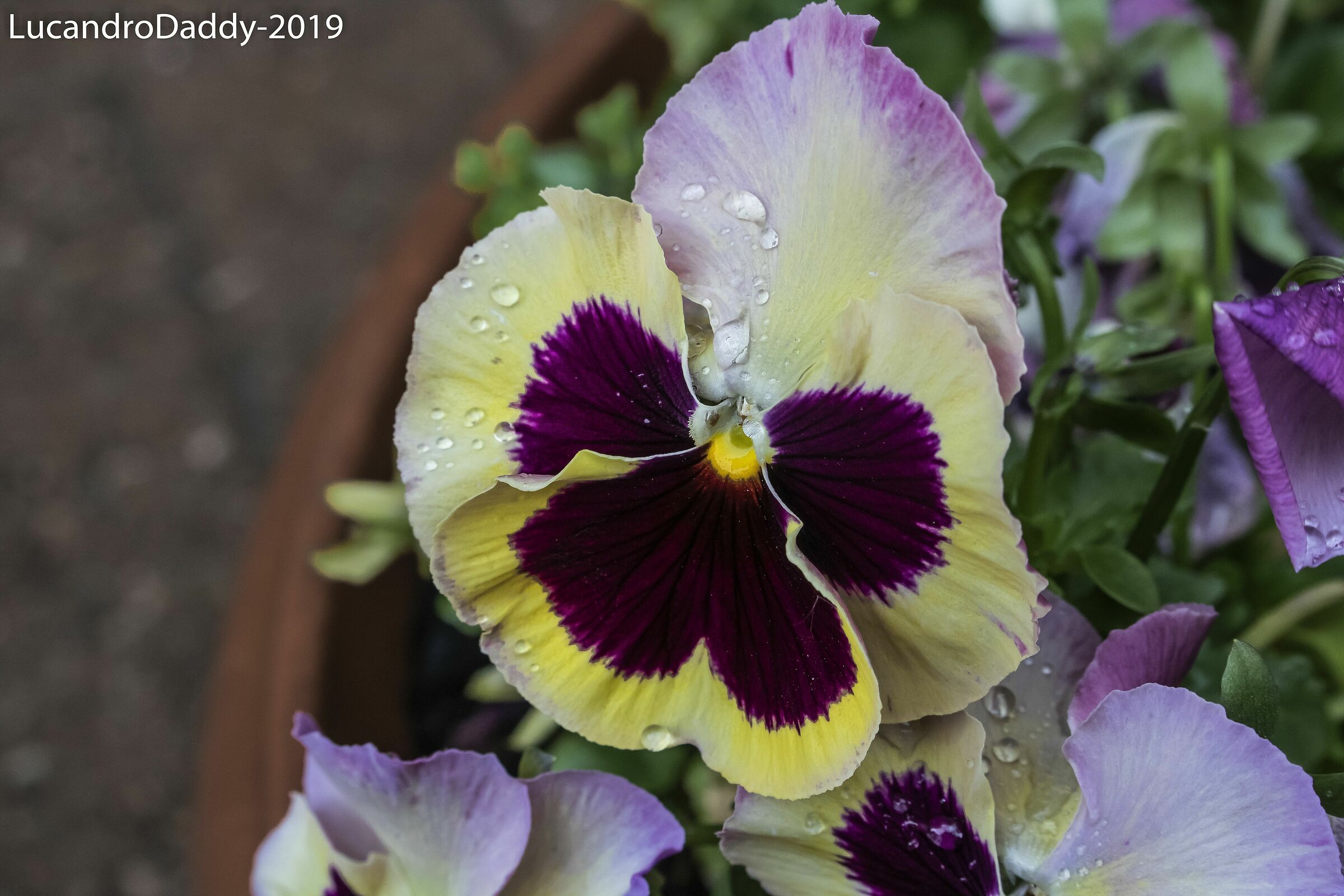 The Beauty of Nature