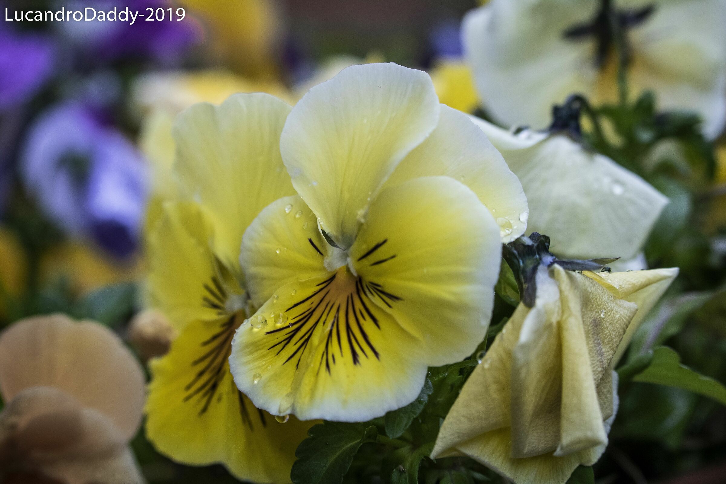 La bellezza sta nelle piccole cose