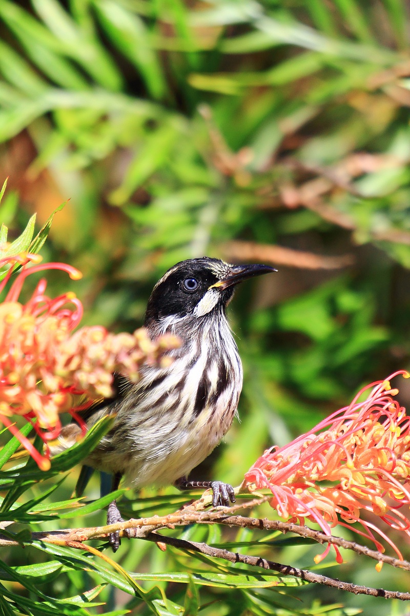 New Holland Honeyeater