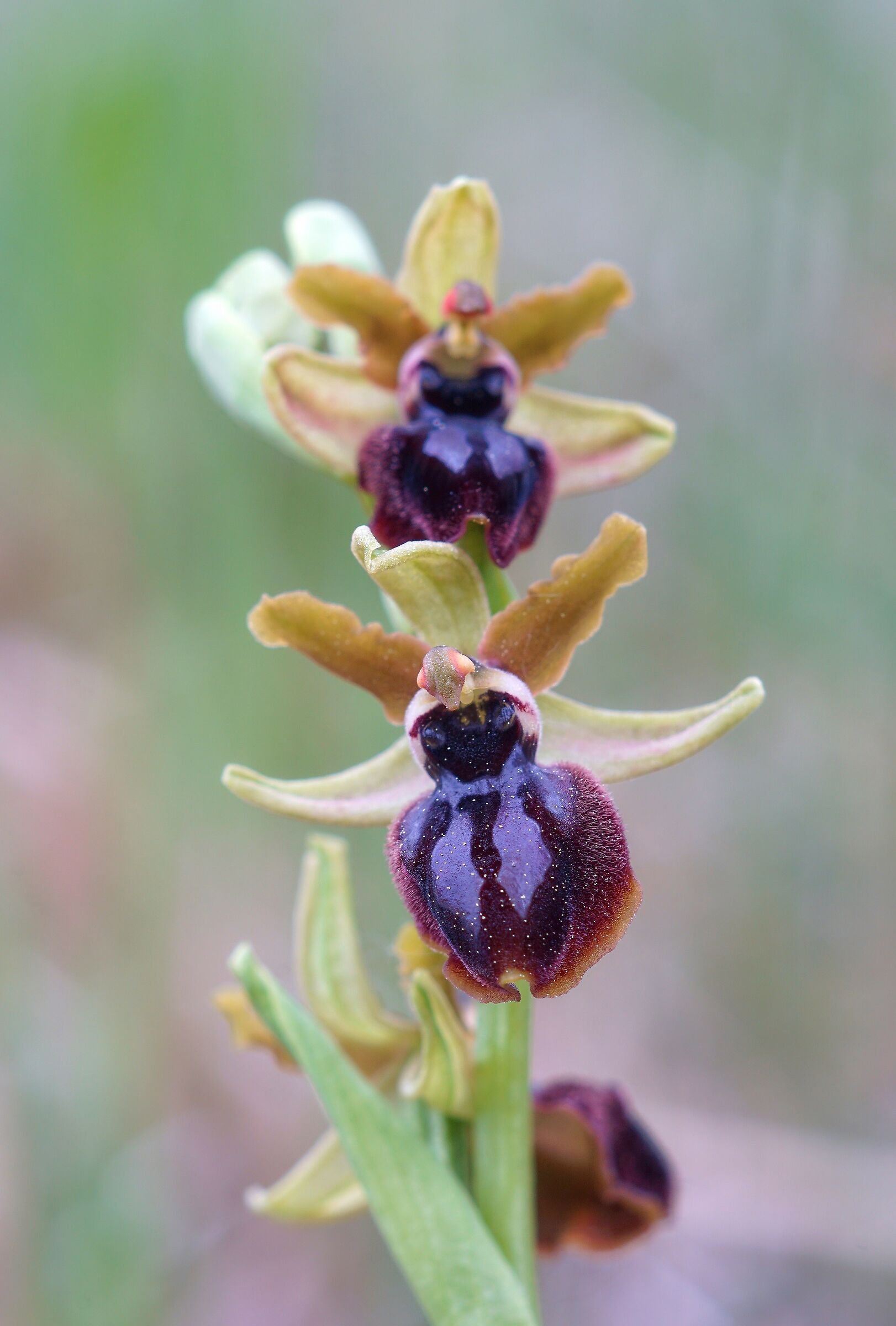 Ophrys passionis subsp. garganica