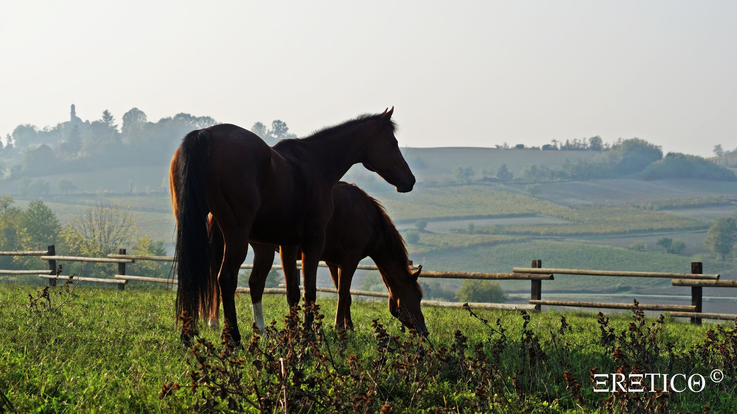 Paddock life