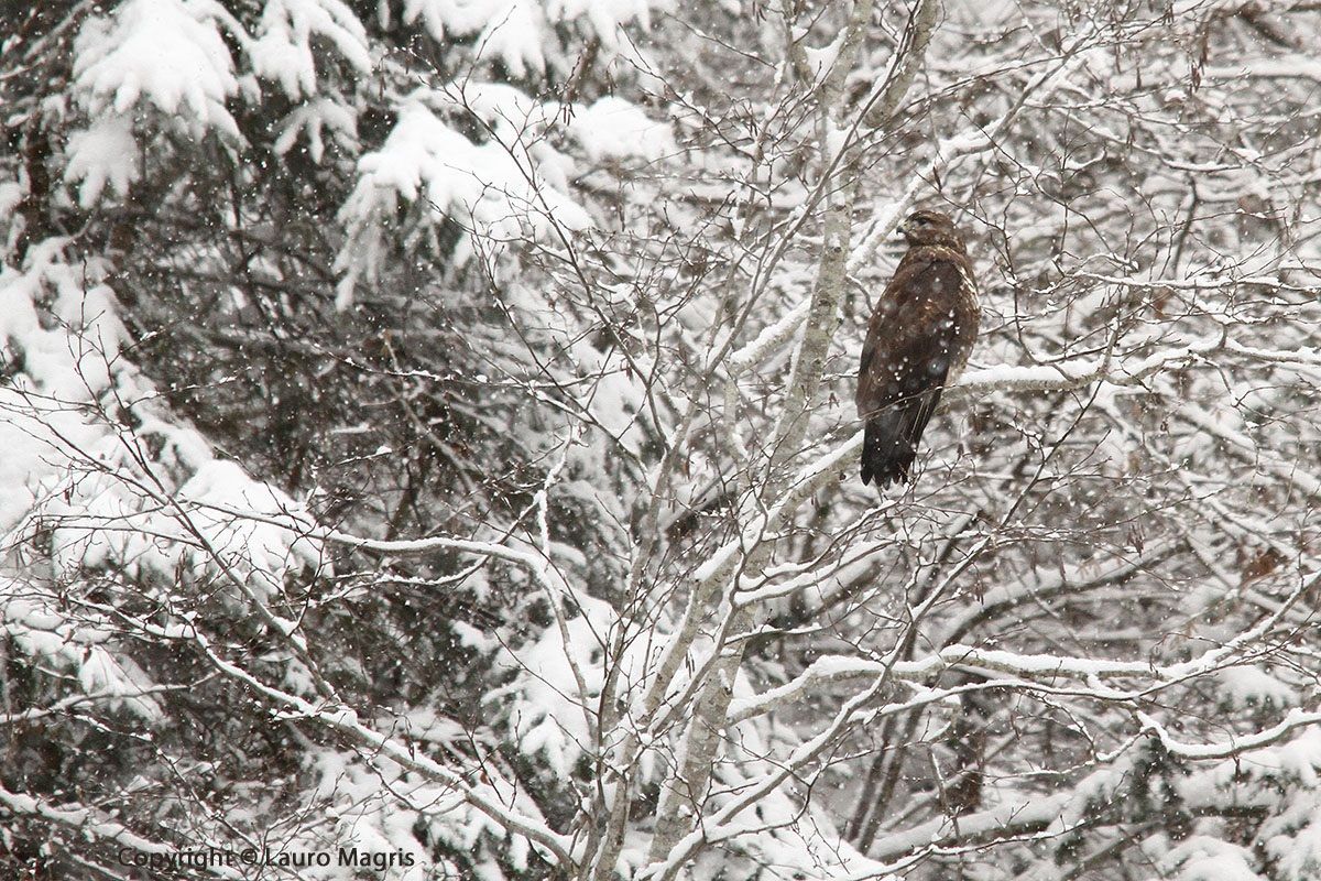 In the snowstorm - Nella tempesta di neve