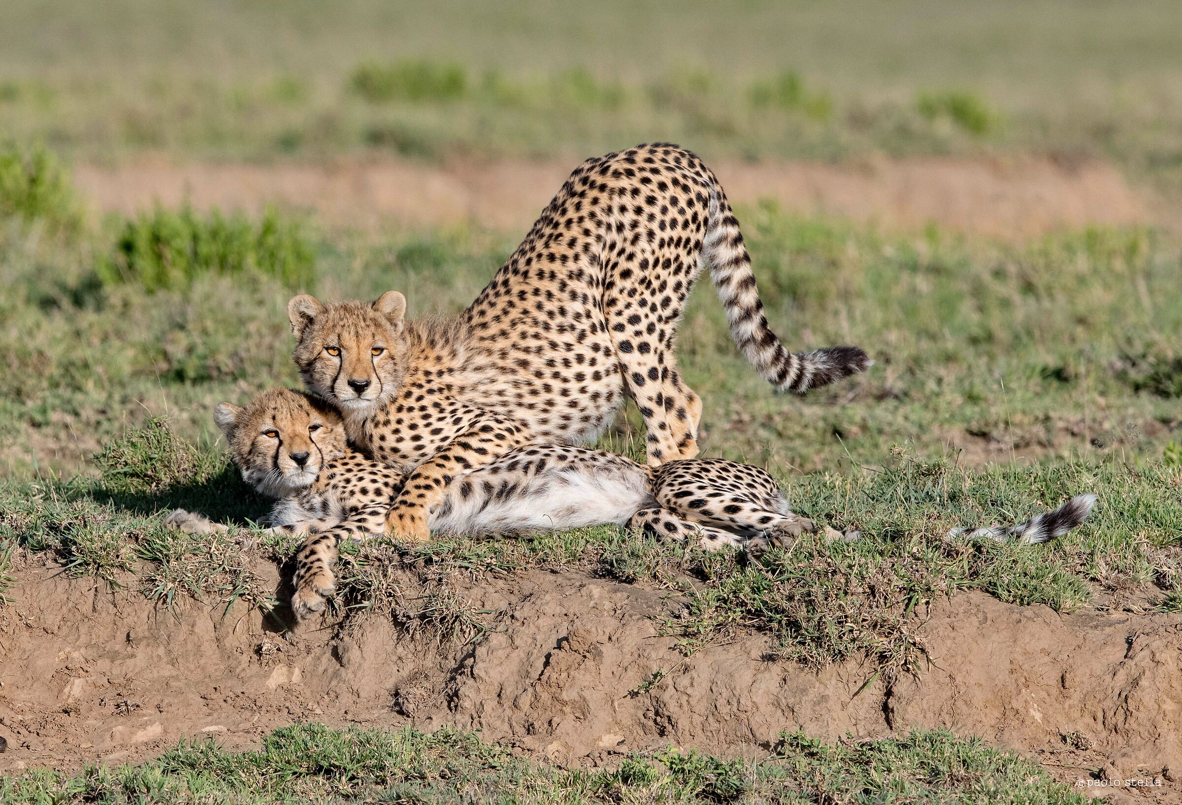 il gioco dei fratelli