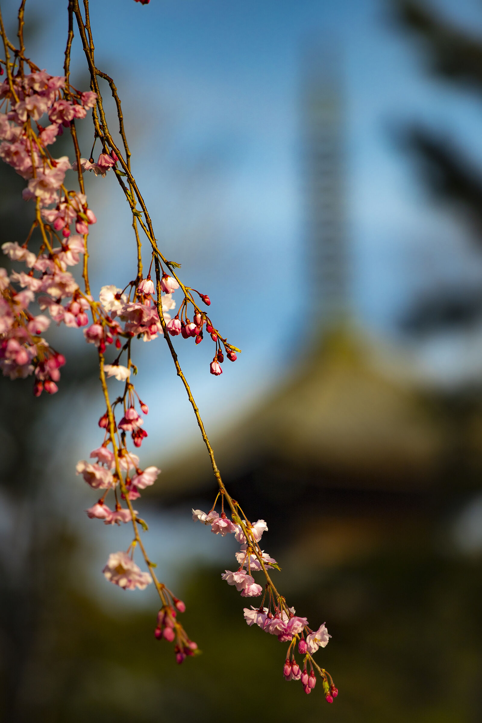 Pagoda at Ninnaji temple
