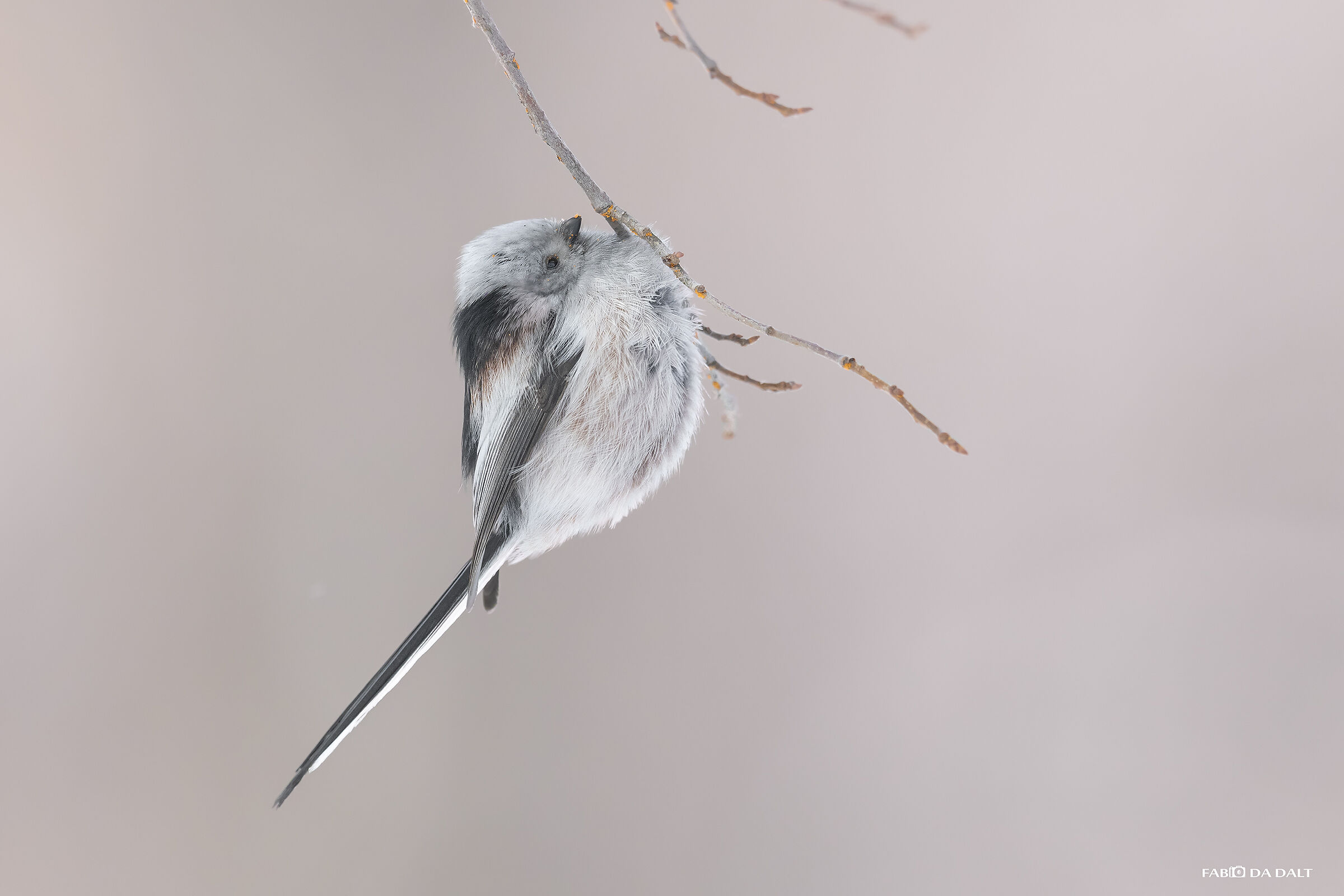 Codibugnolo Testa Bianca