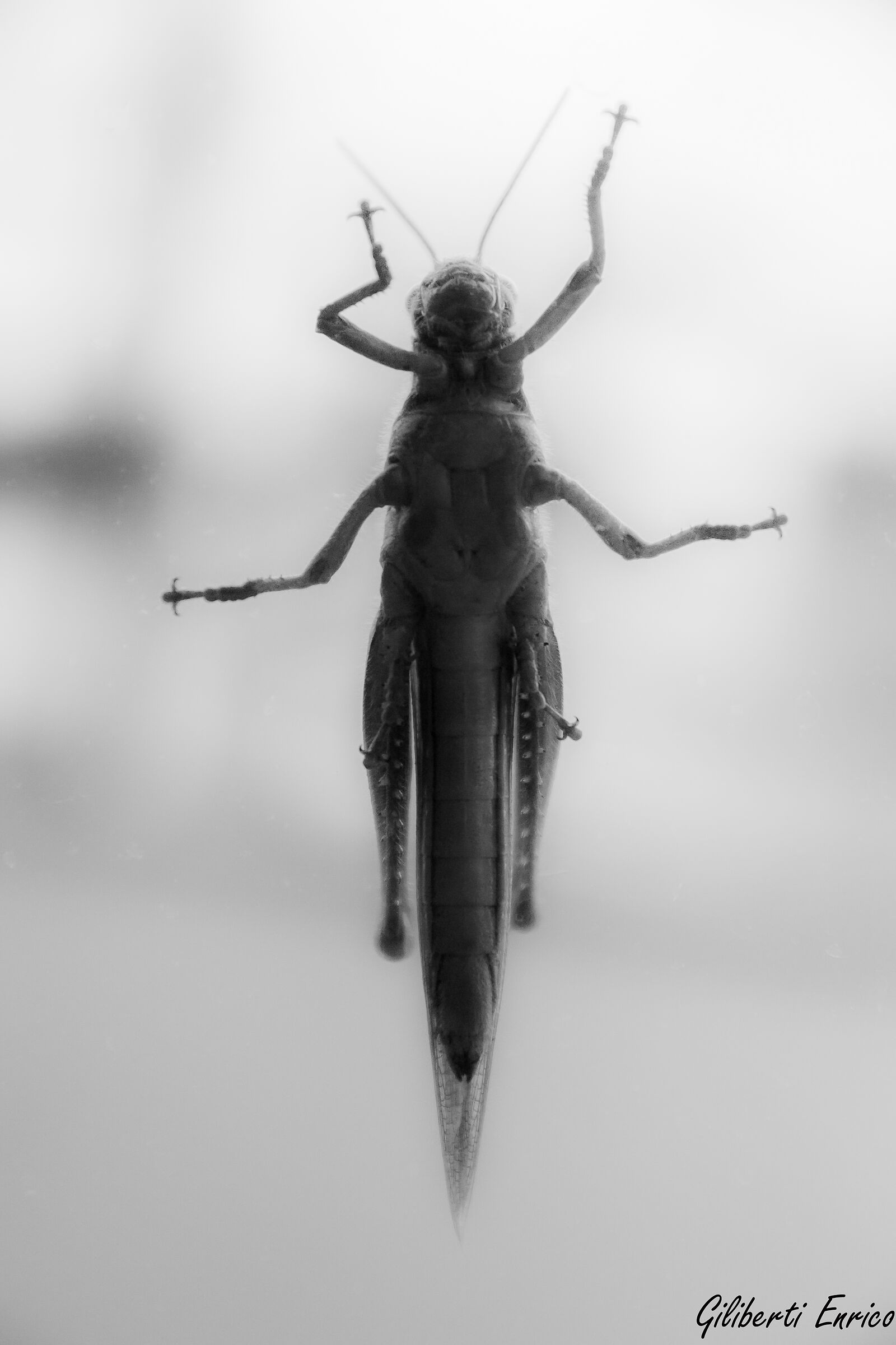 Locusta alla finestra