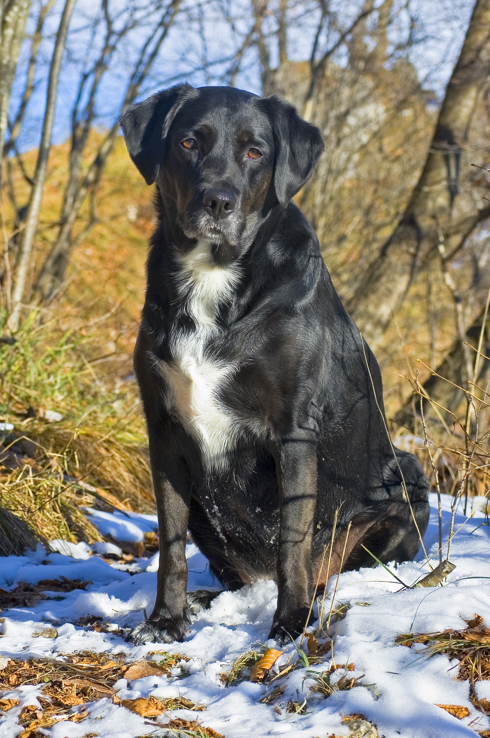 Indira in passeggiata