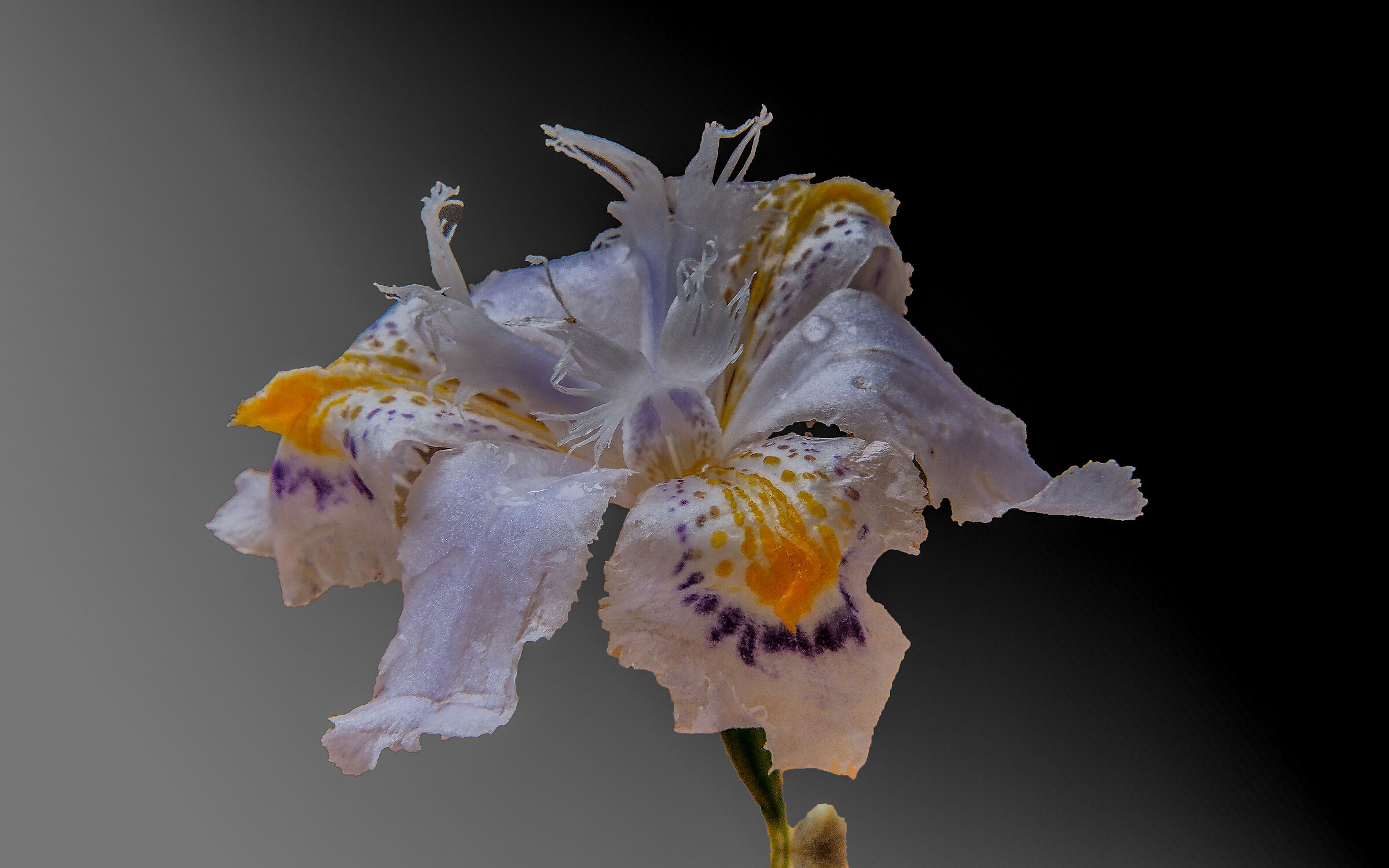 Iris japonica