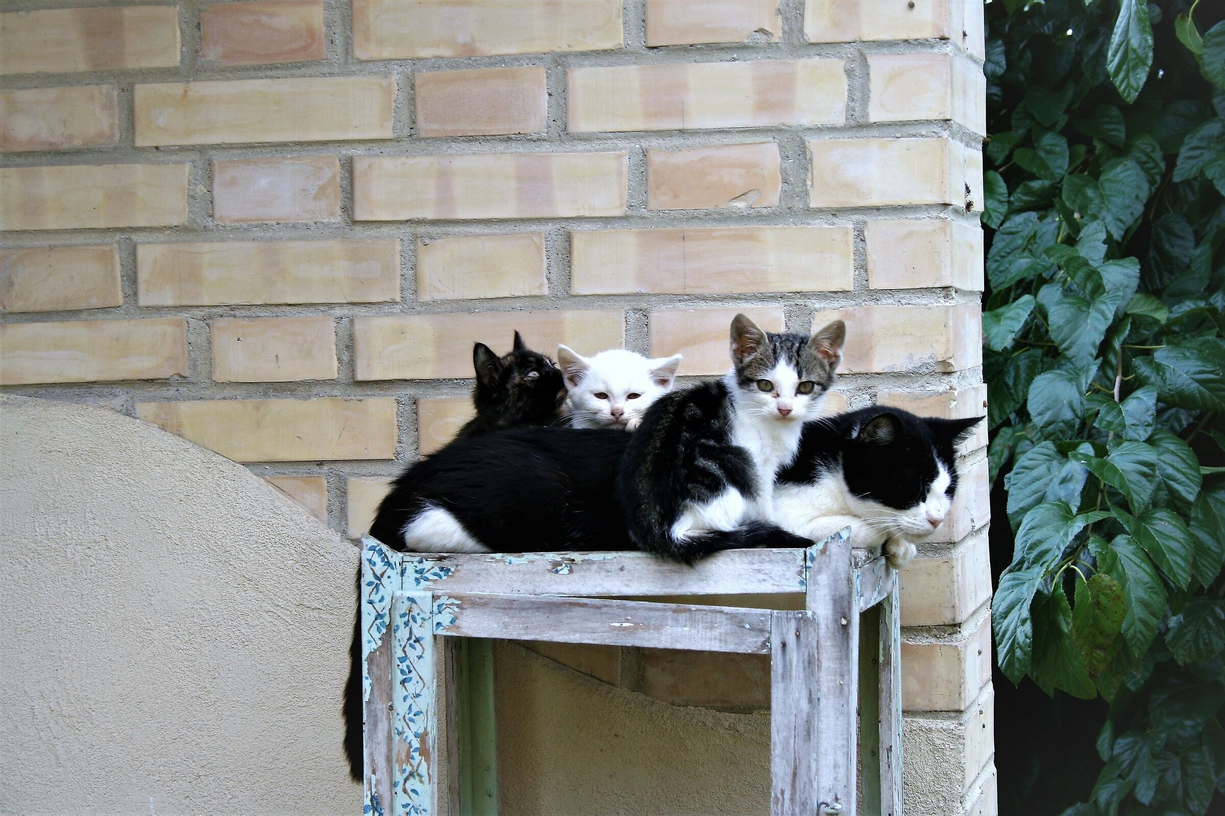 Mama Zaira and her puppies