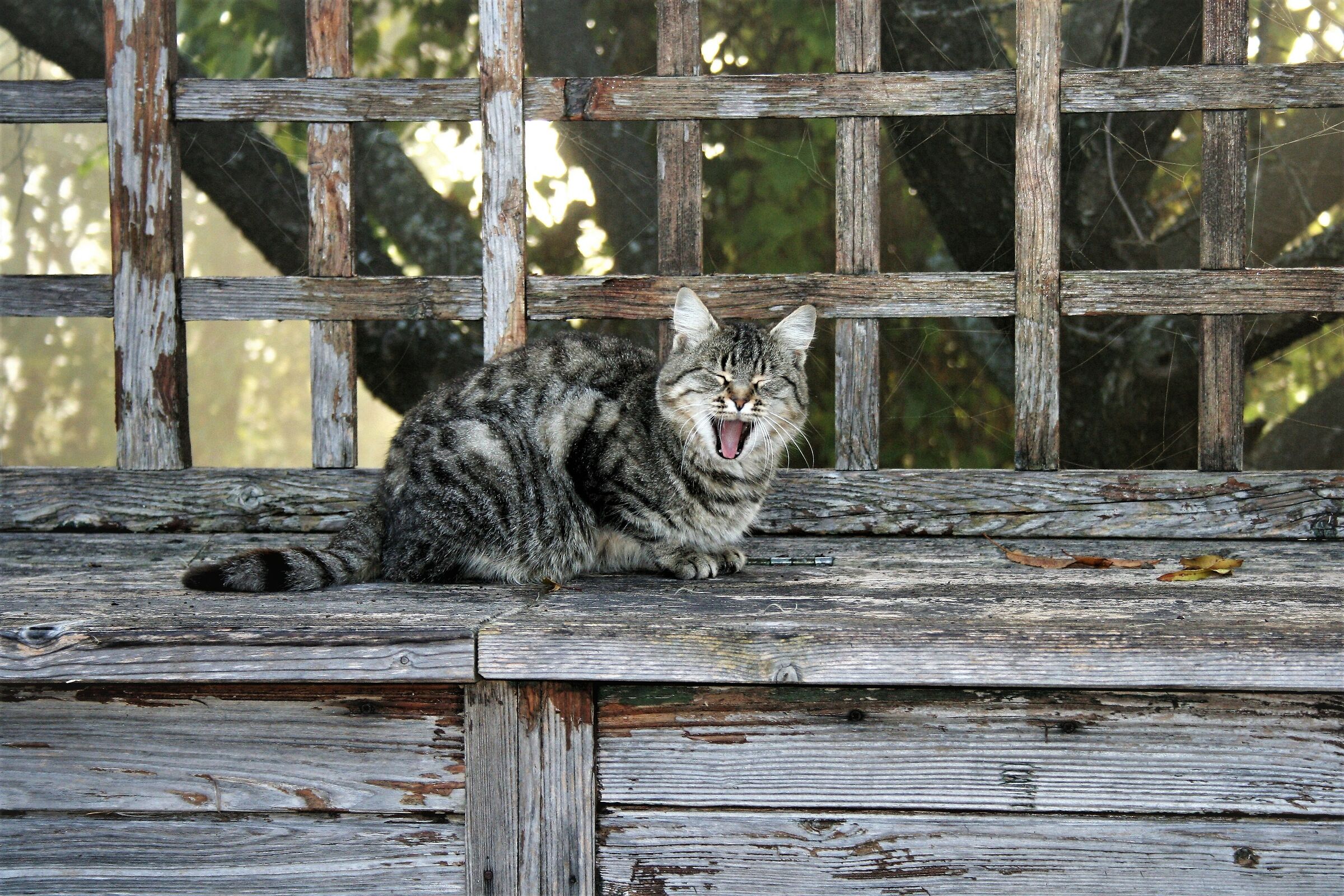 .. The Awakening 2...