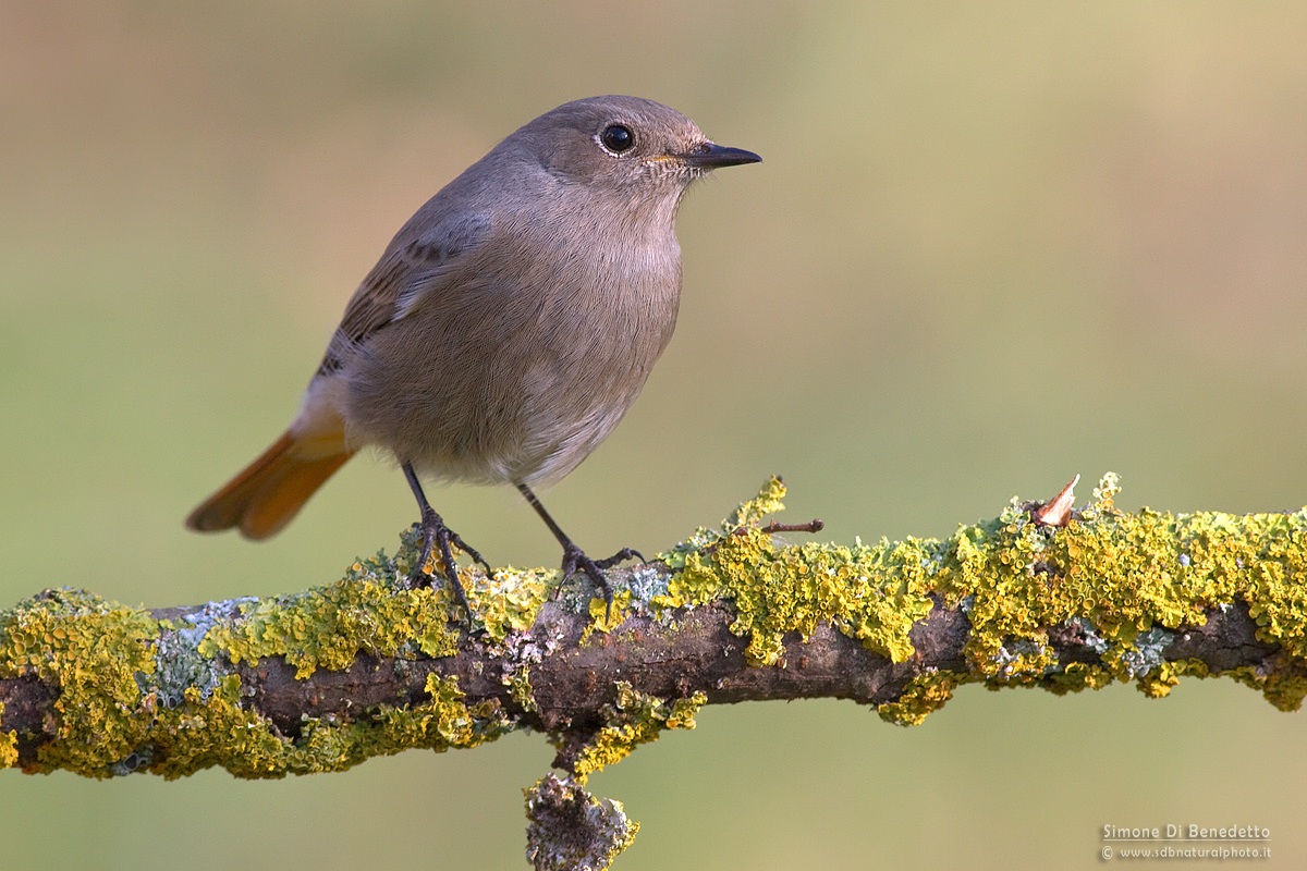 Codirosso spazzacamino