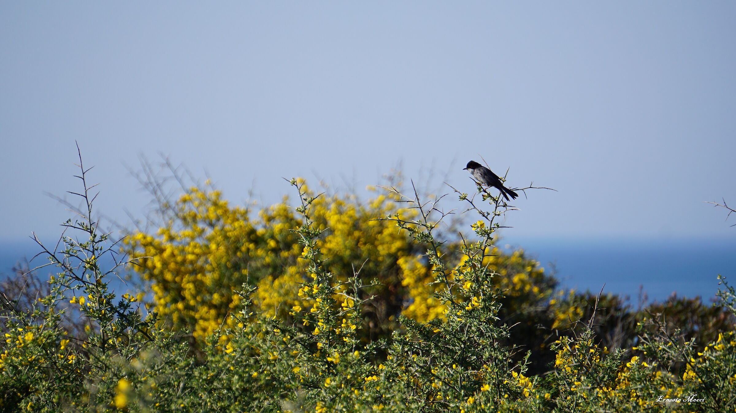 Occhiocotto - “Di Primo Mattino”