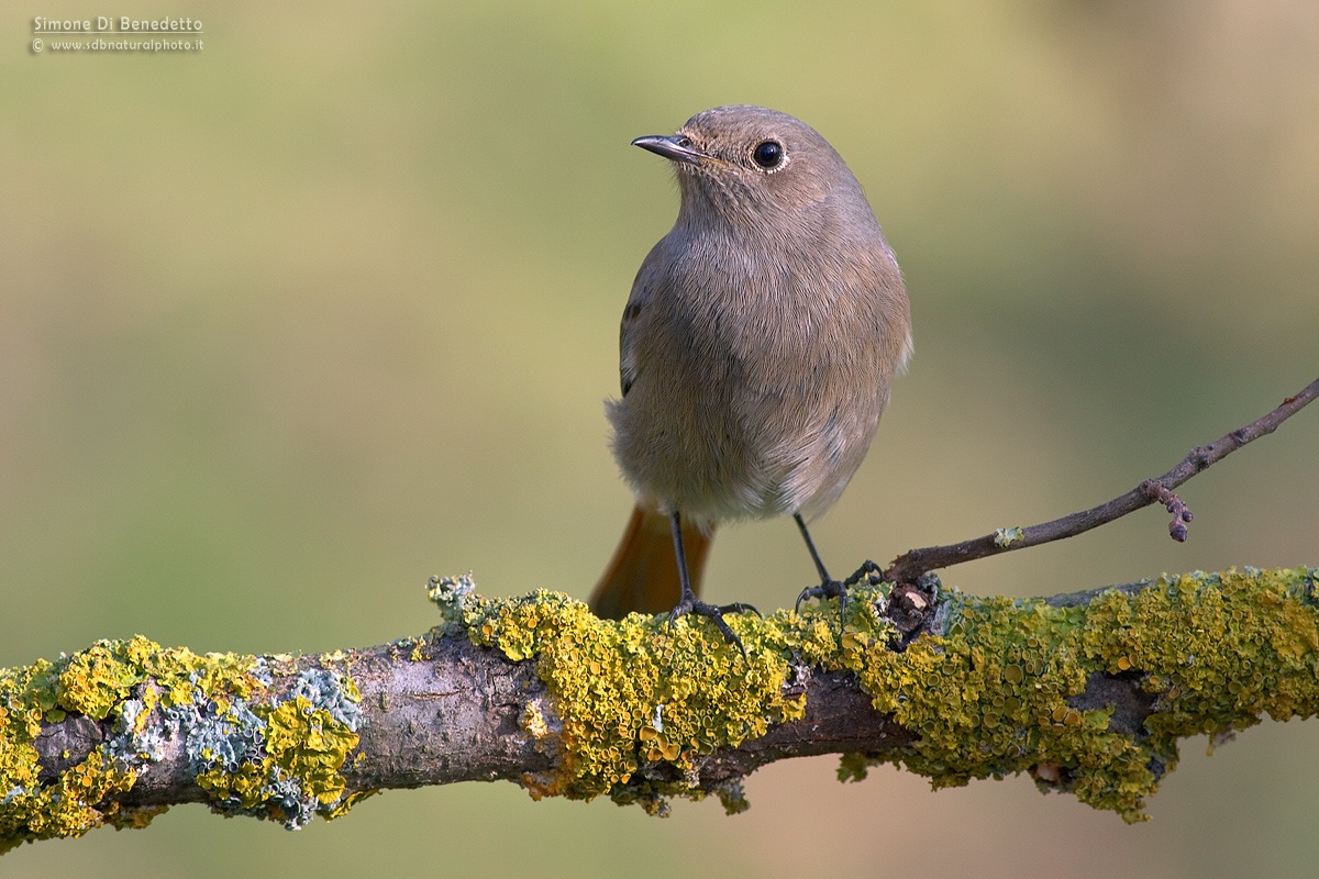 Codirosso spazzacamino