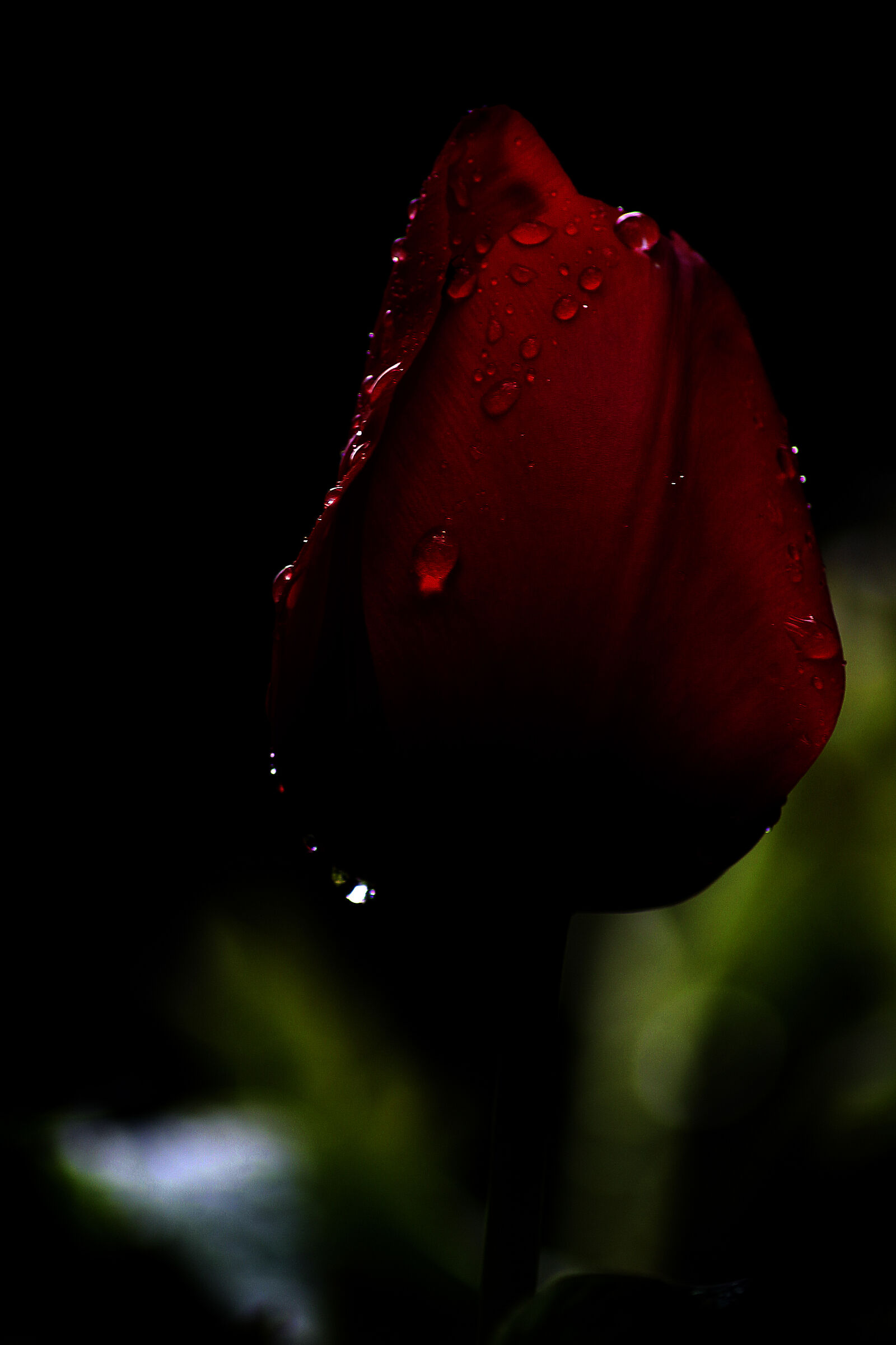 Tulip Drops