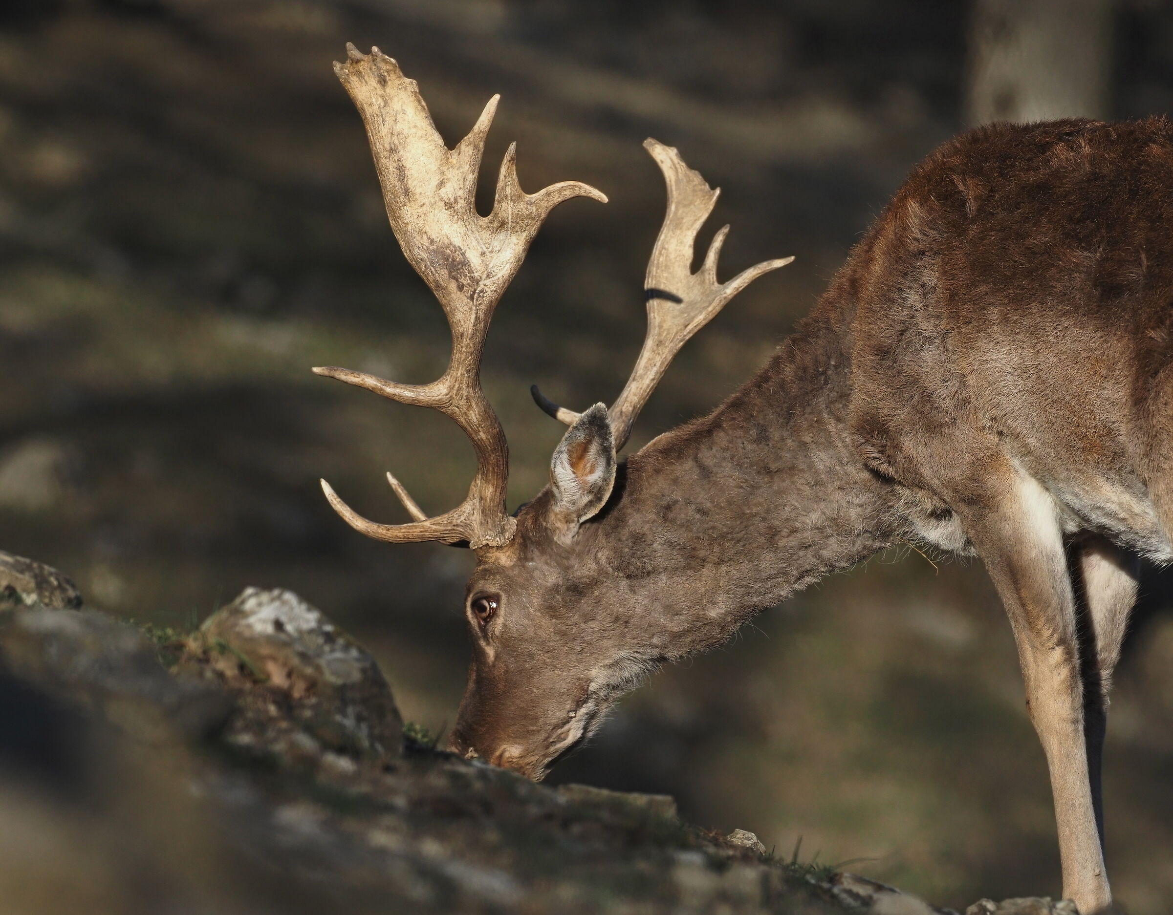Daino parco del monte fuso