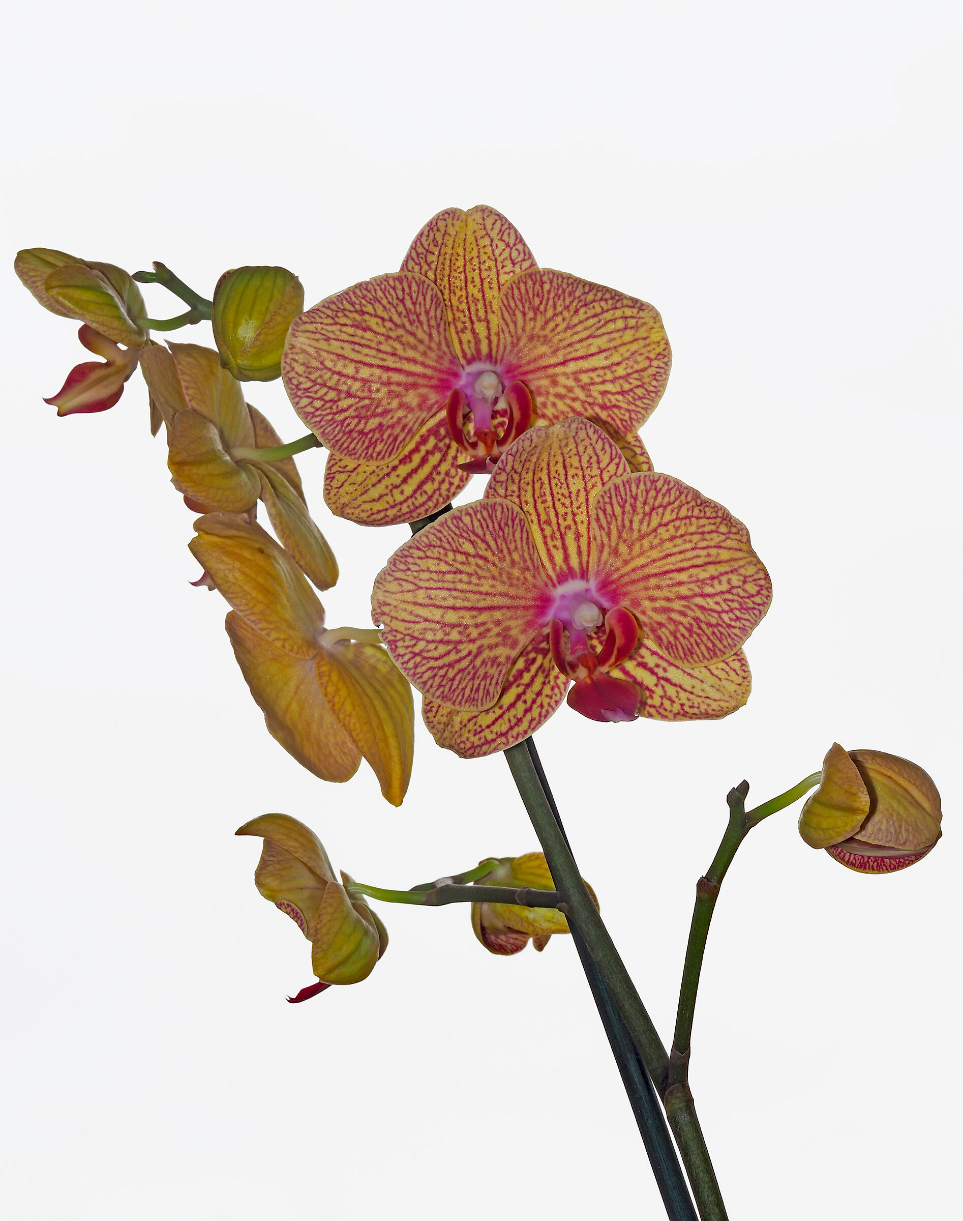 Orchid, what passion, 3