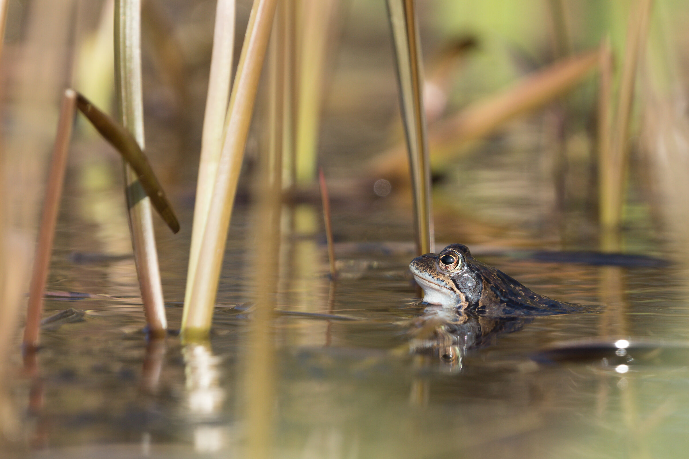 Rana Moro (Rana arvalis)