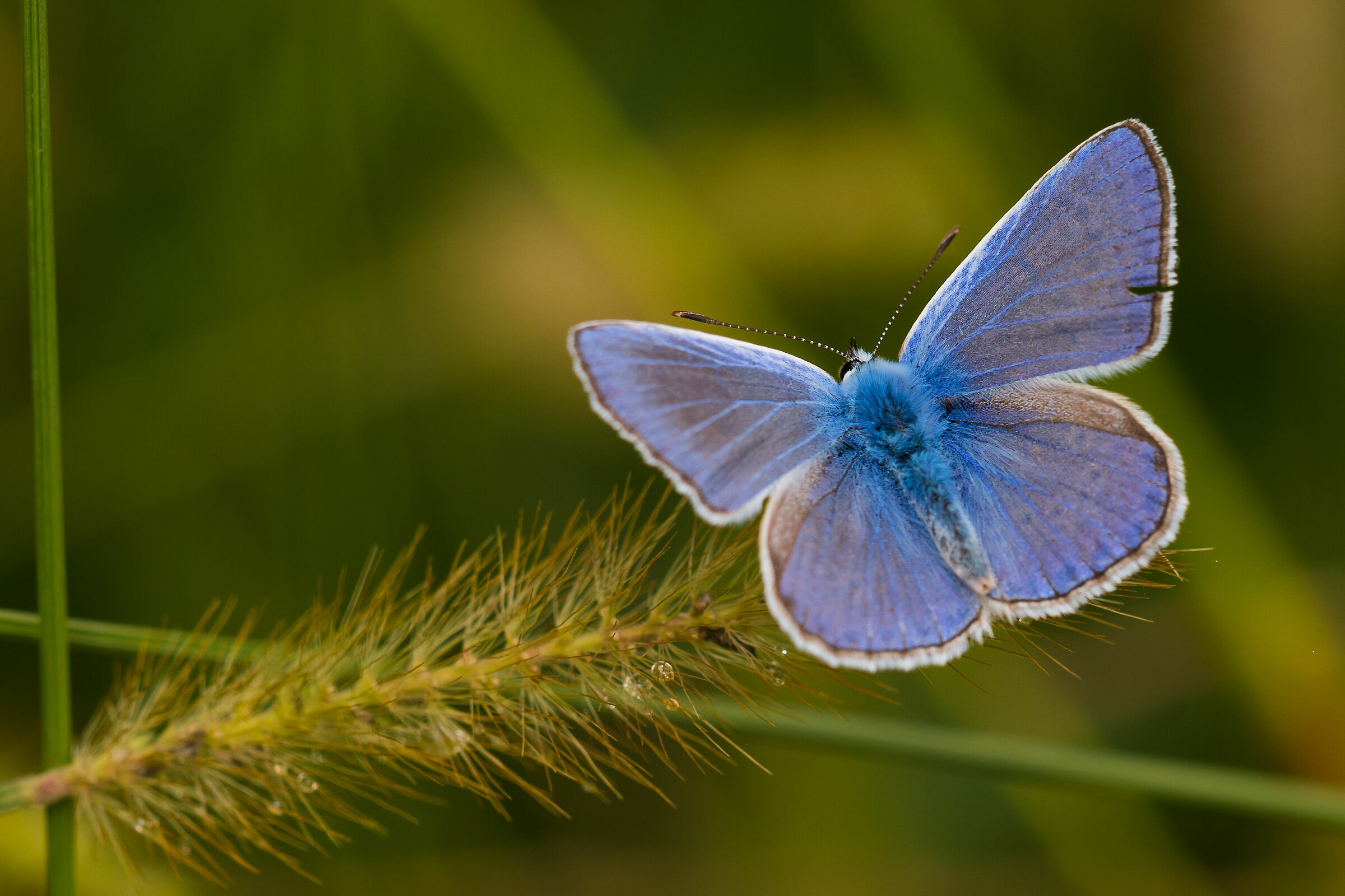 nel blu dipinto di blu