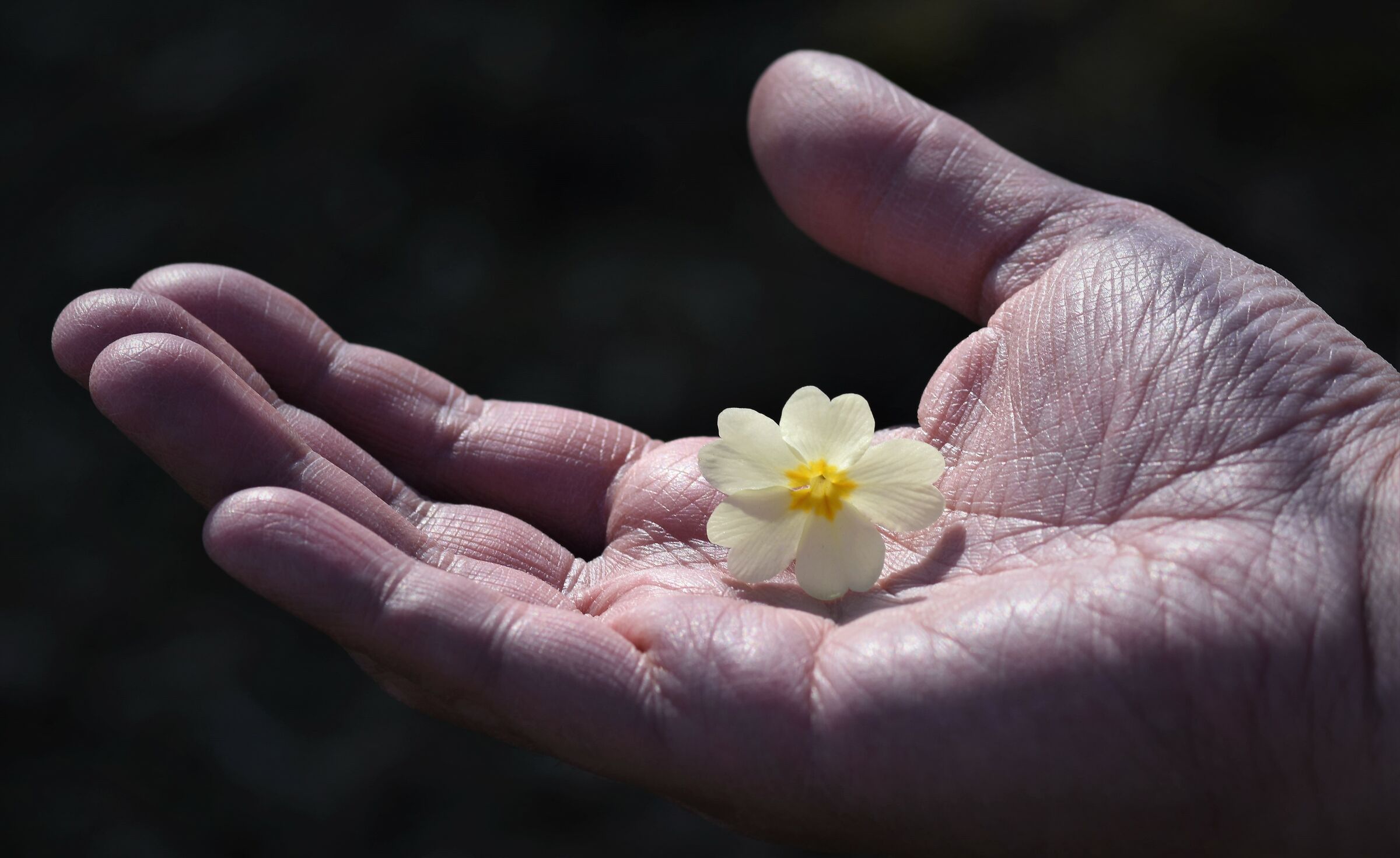 voila'   ... ma...una primula non fa' primavera........