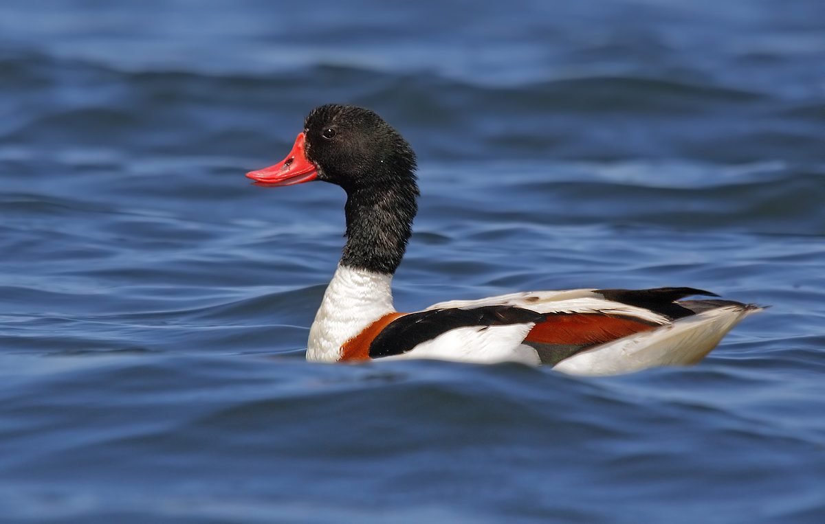 shelduck