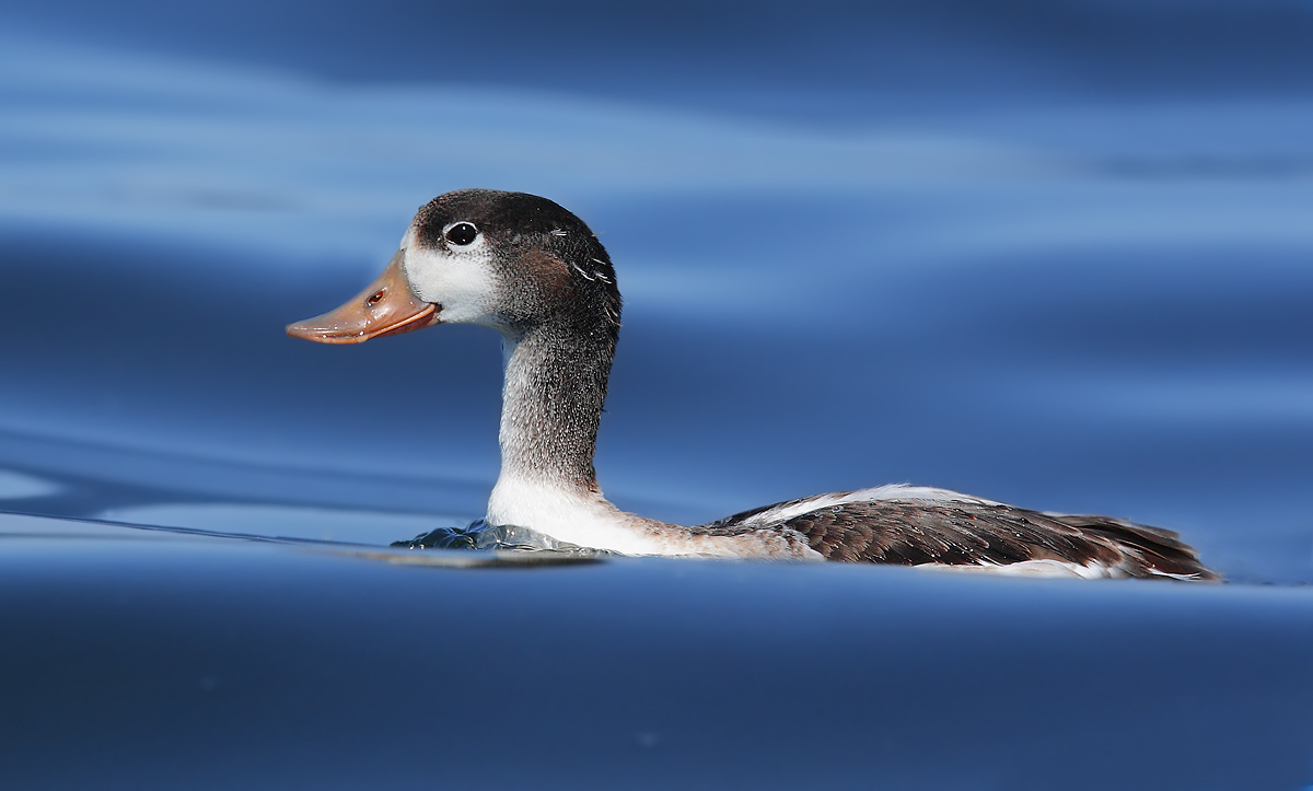 young Shelduck