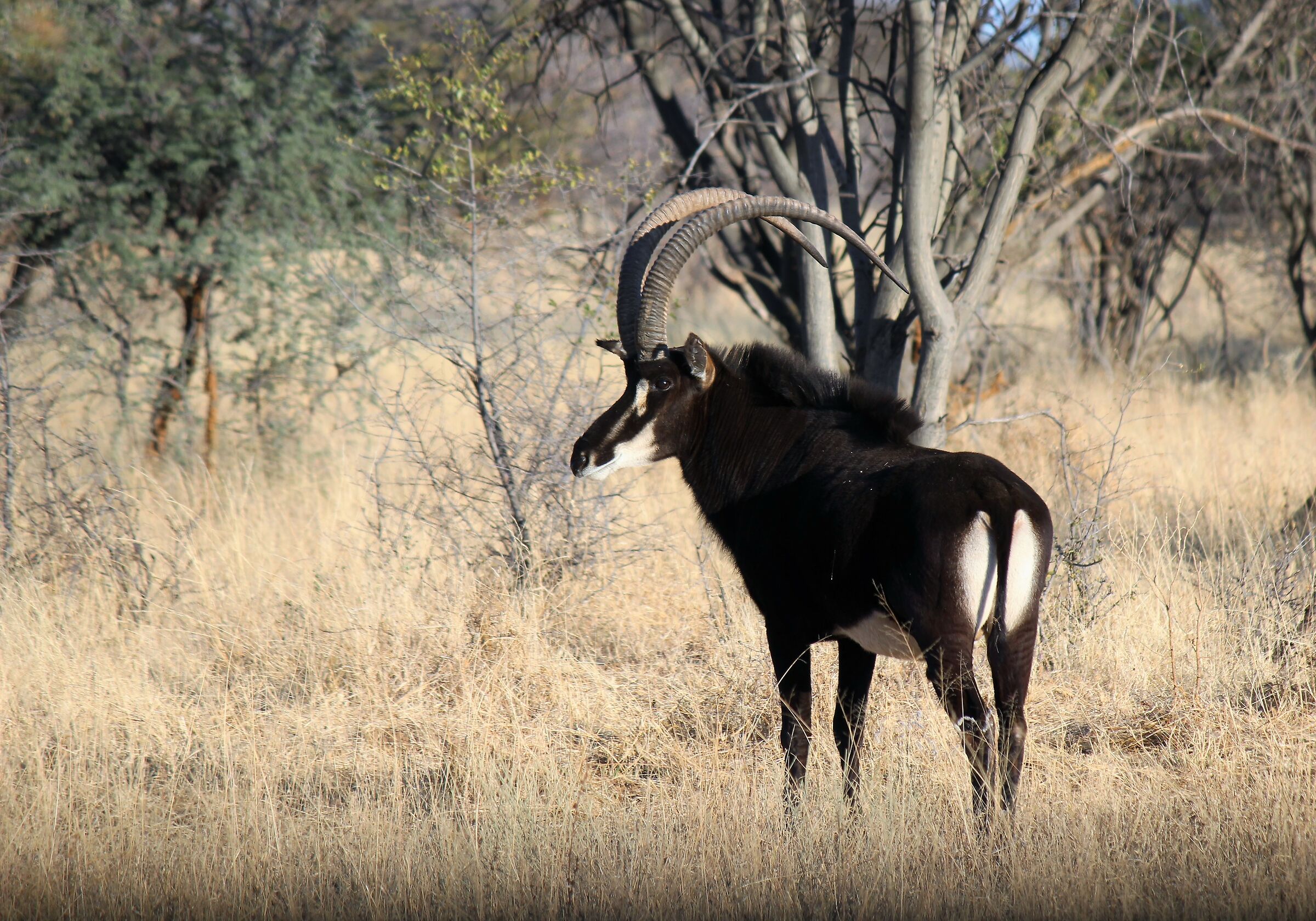 Fuori dai soliti safari : Antilope Nera