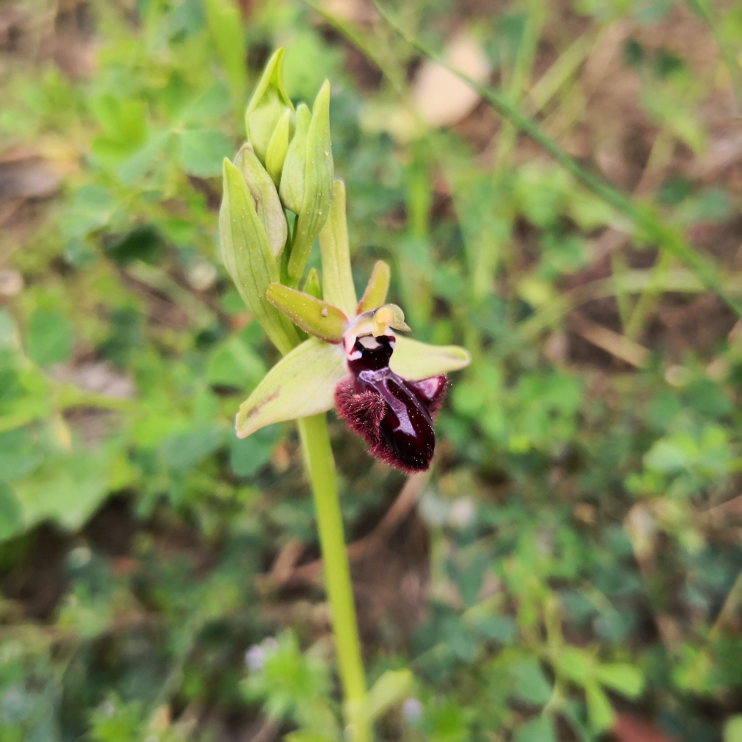 Ophrys Vincens