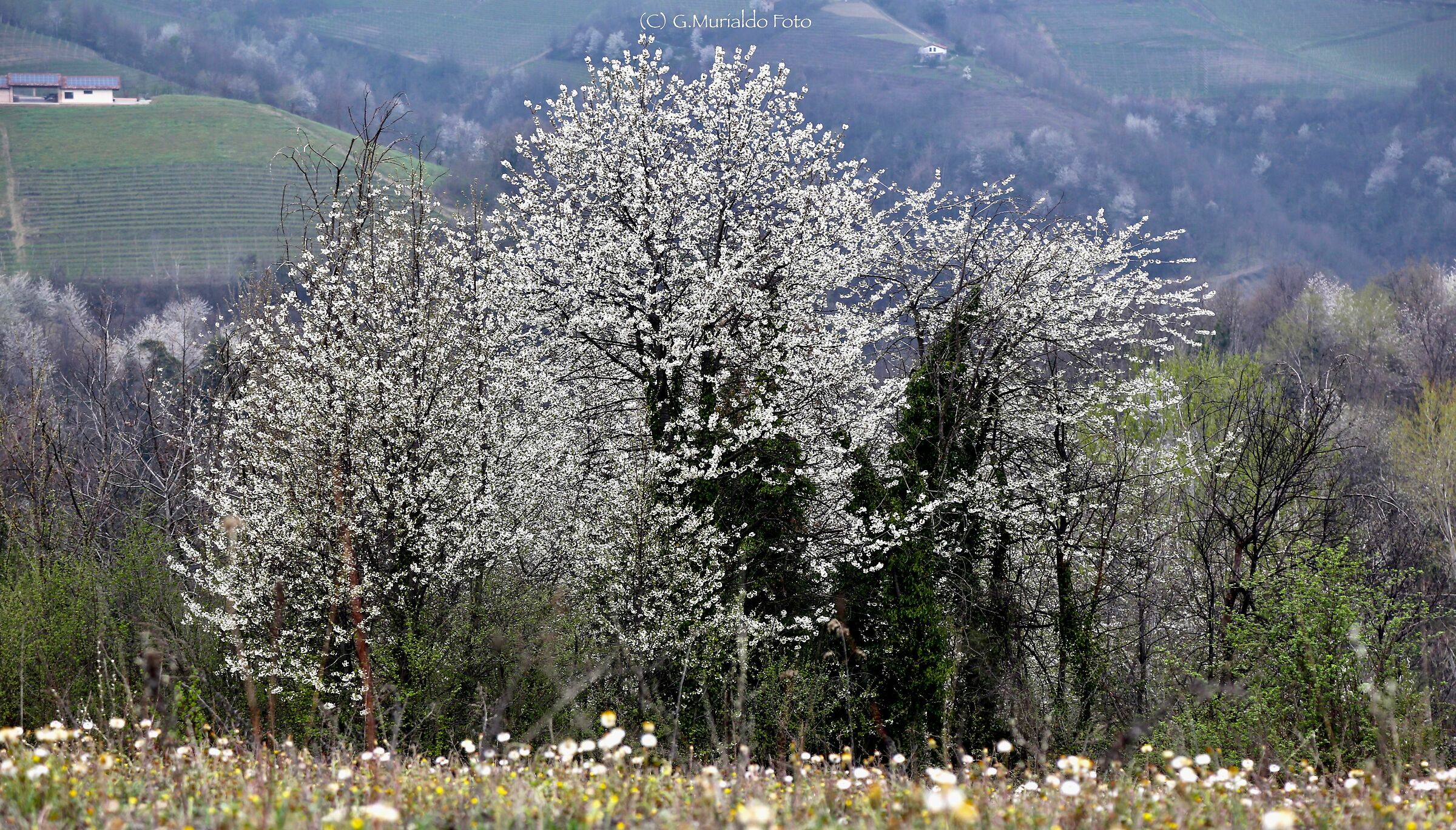 Balìn (ciliegi selvatici)