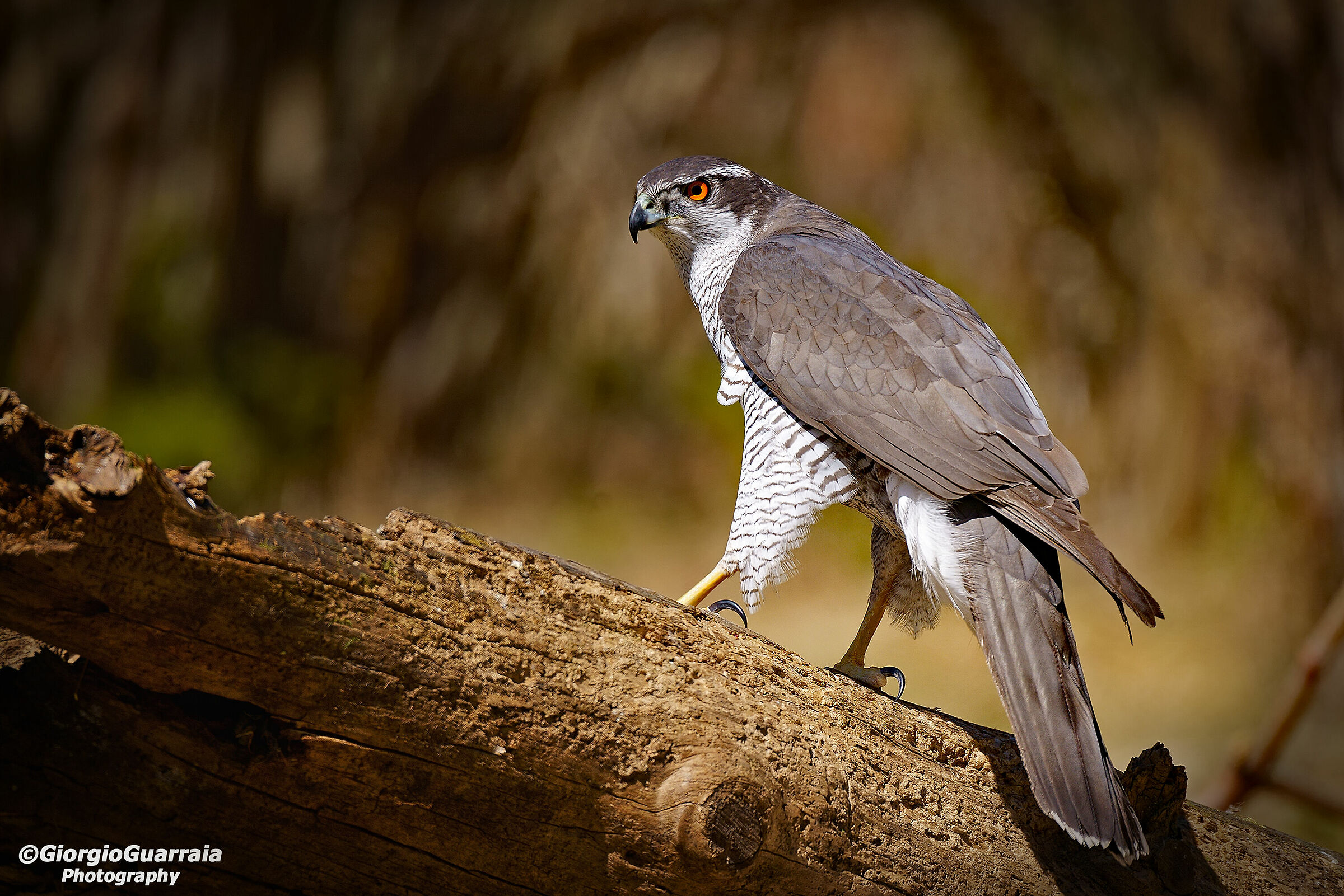 Goshawk