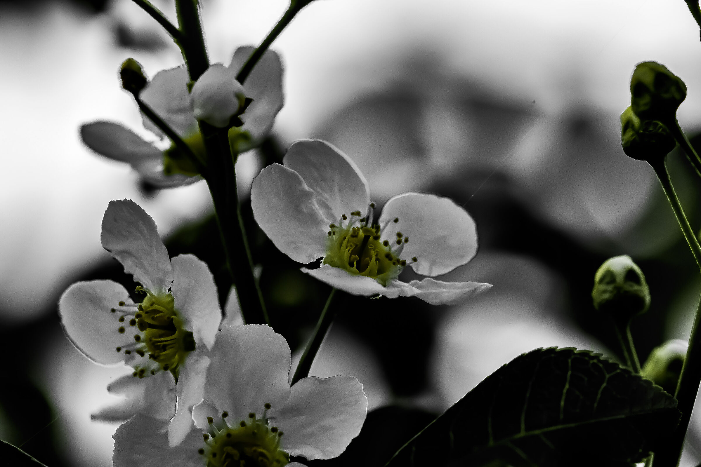 Flowers on the banks of the river Oglio