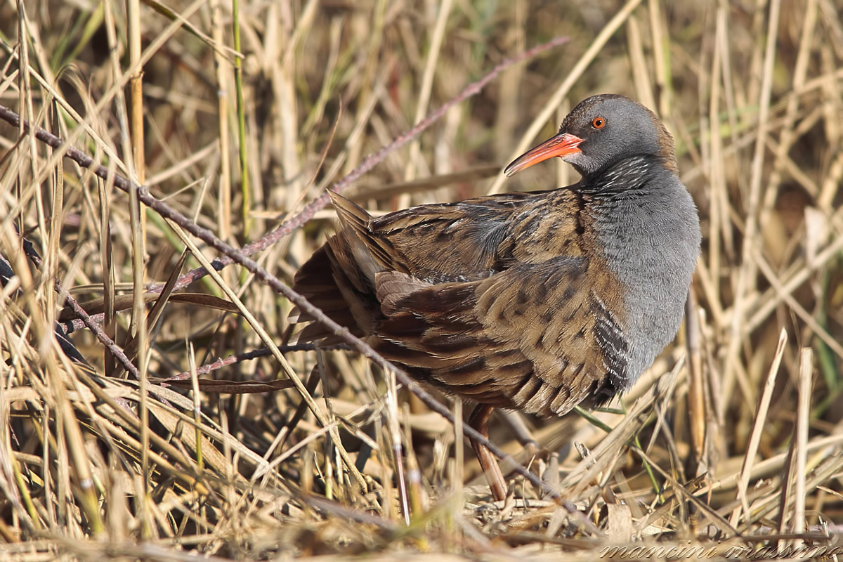 Porciglione (Rallus aquaticus)