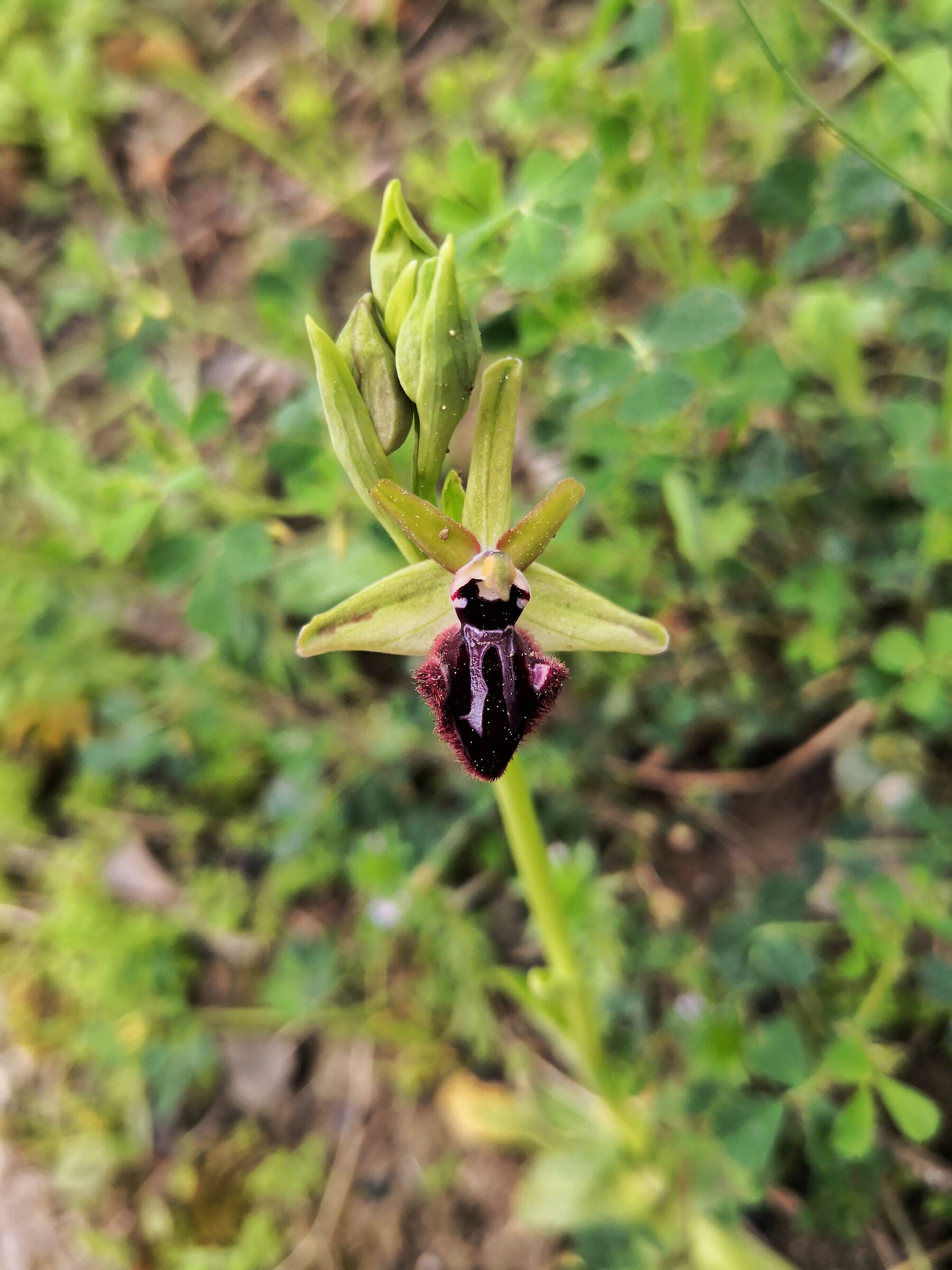 Ophrys Incubacea