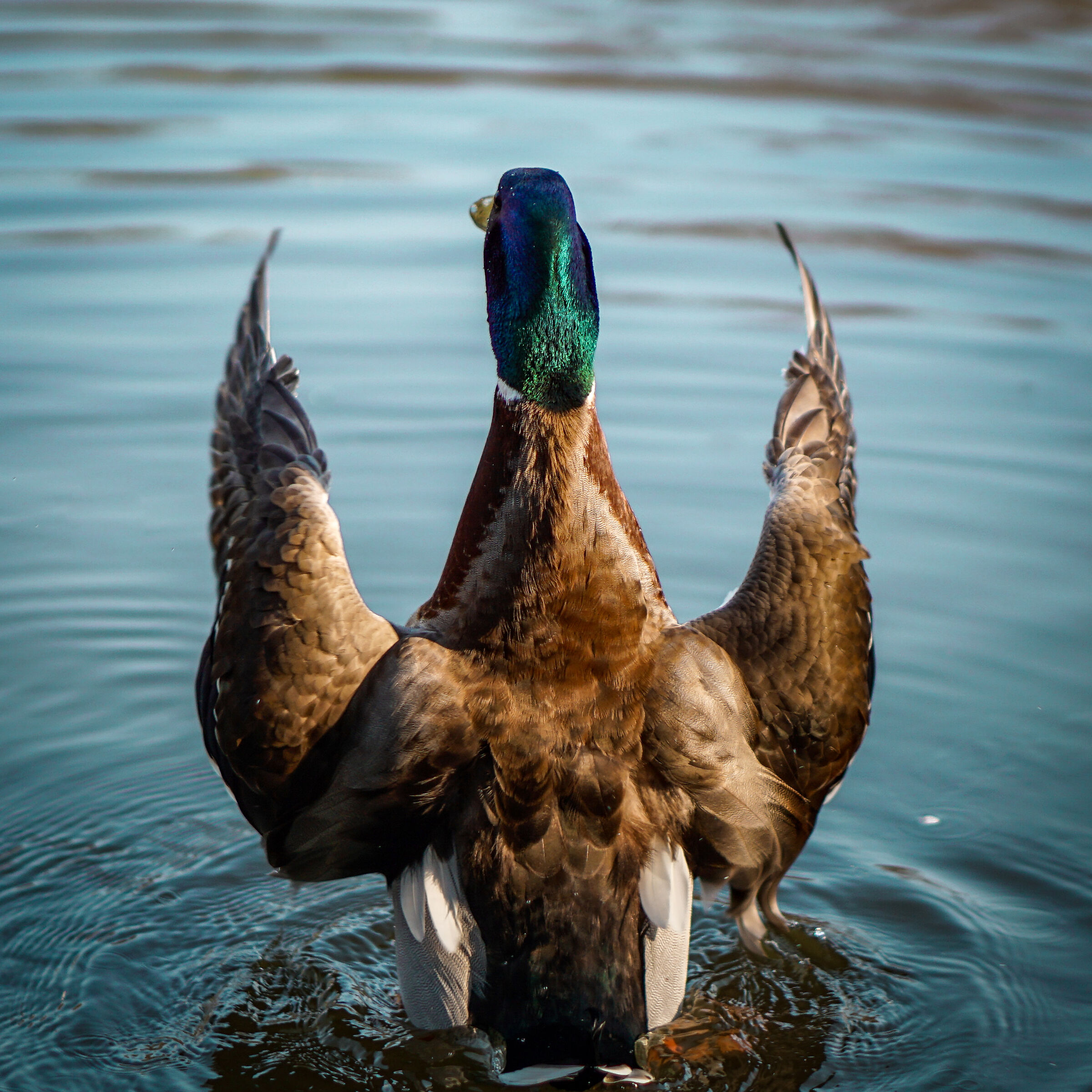 Directs the orchestra Beppe Vessicchio