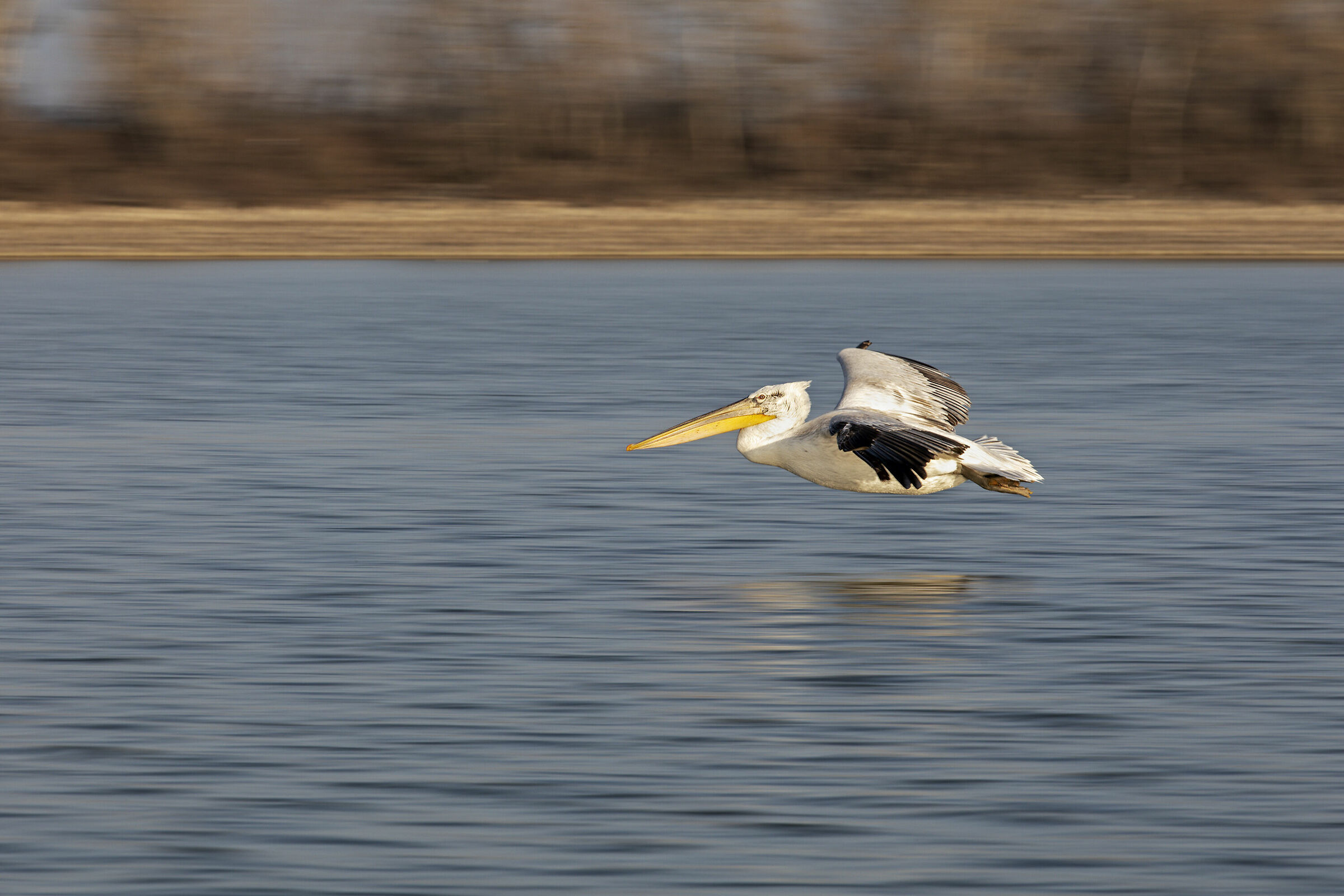 Pellicano riccio Panning
