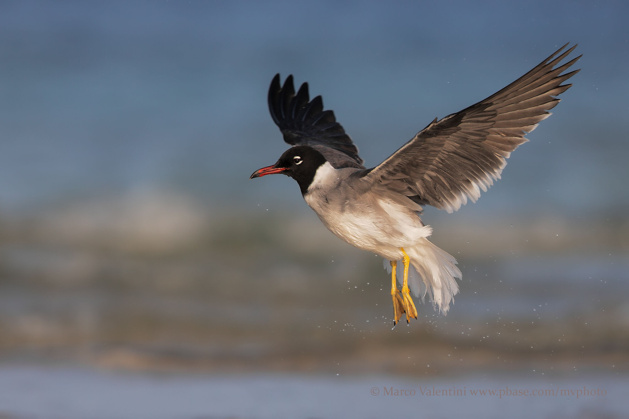 Gabbiano occhibianchi