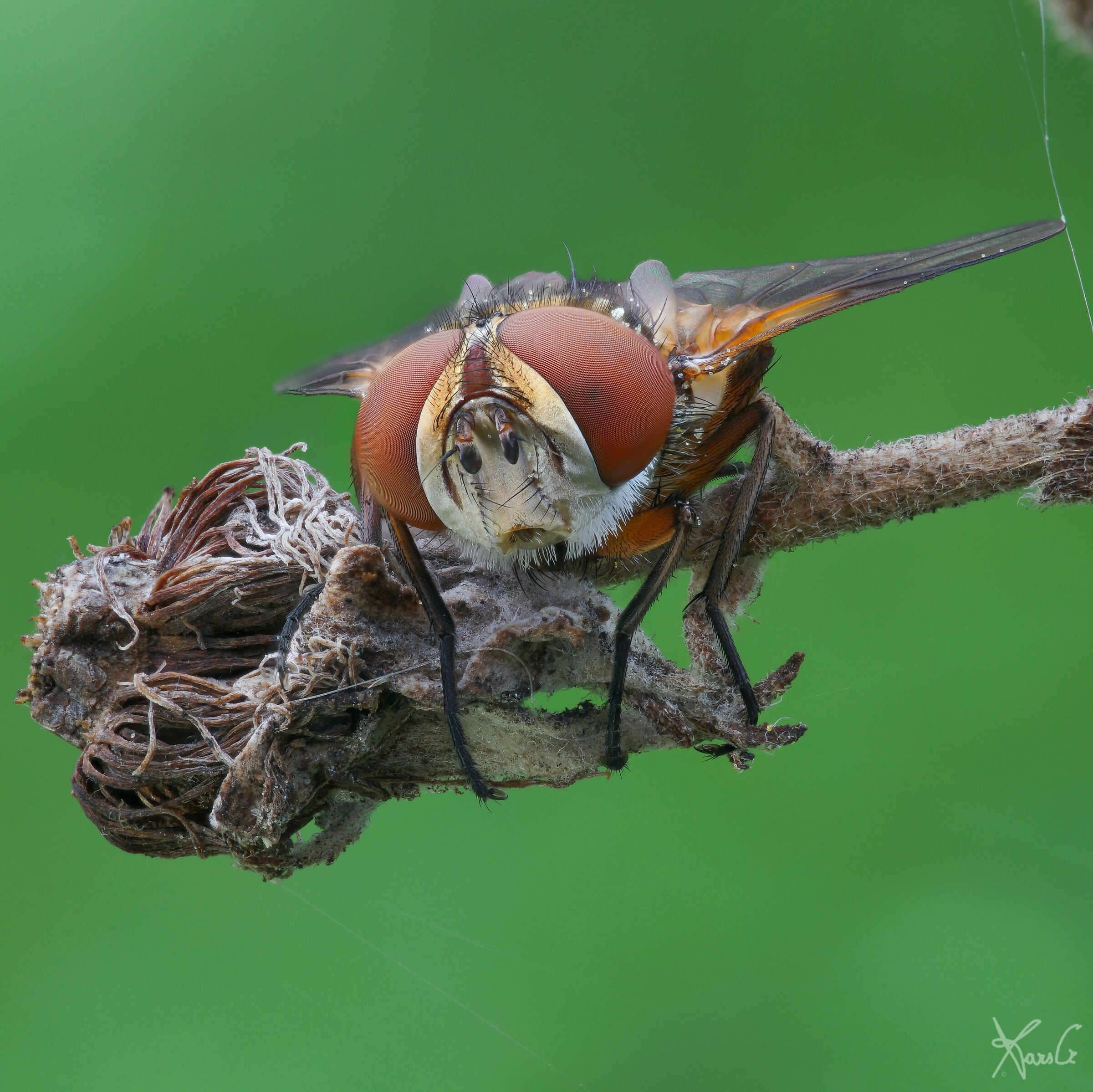 Ectophasia di primavera