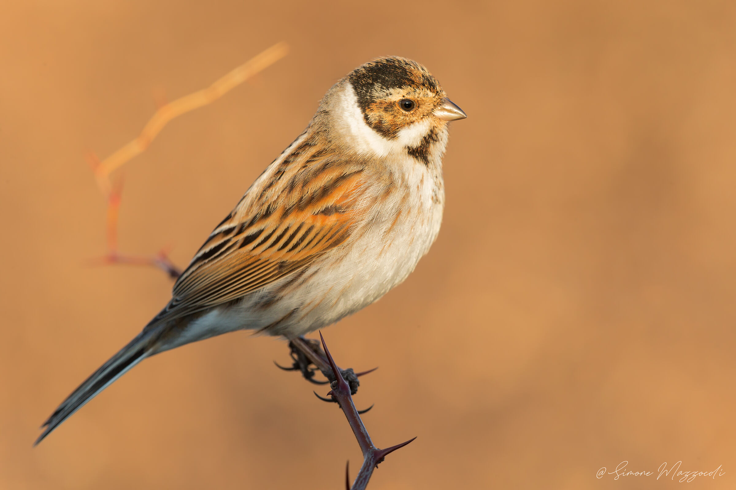 Migliarino di palude maschio