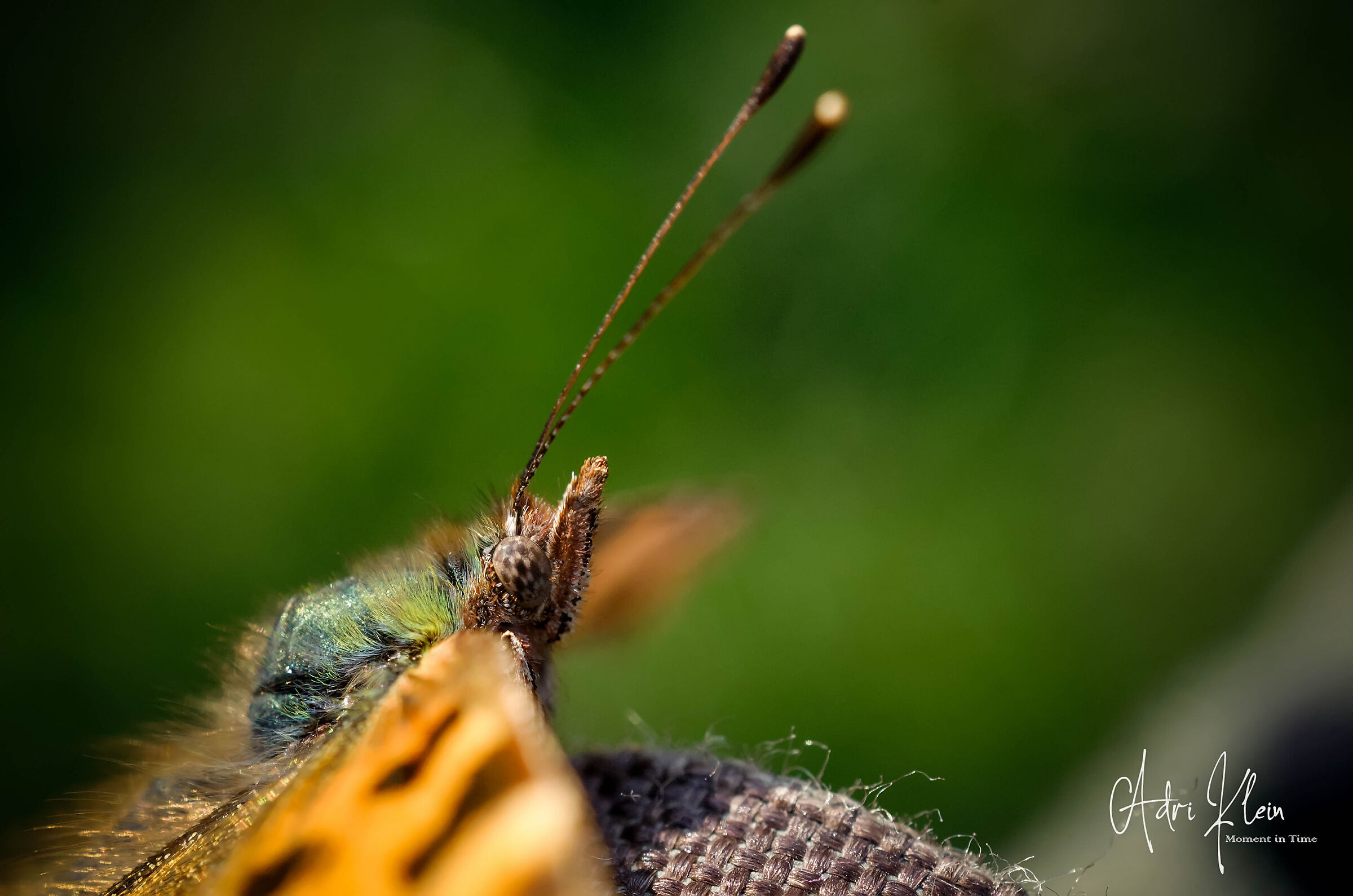 Head of comma butterfly