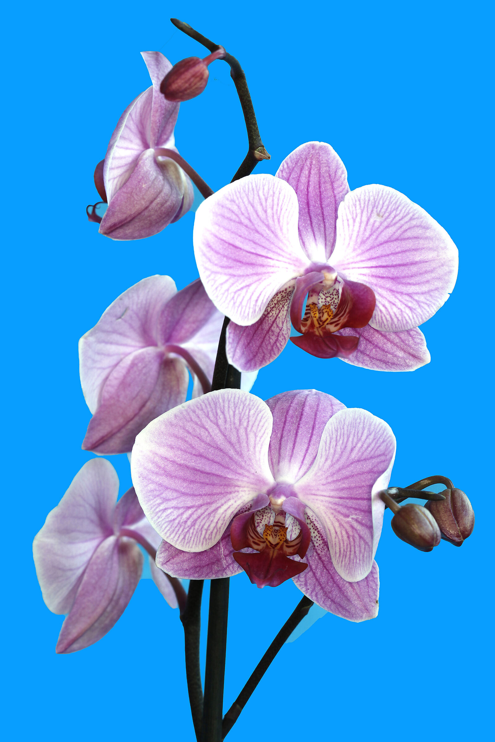 Orchidea