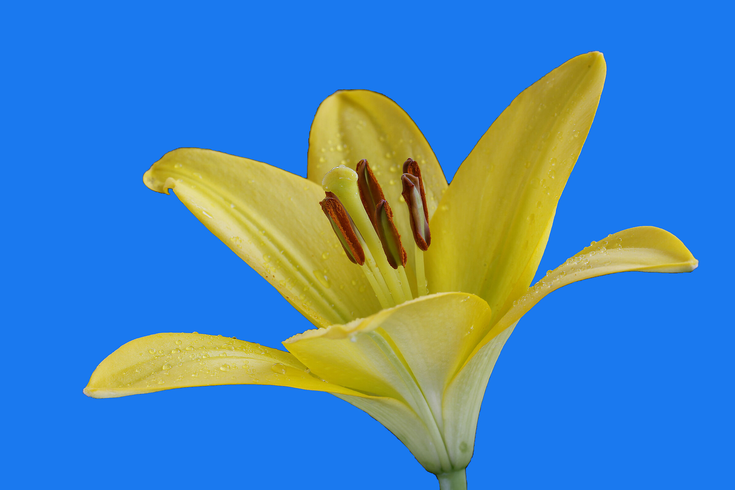 Lily on blue background